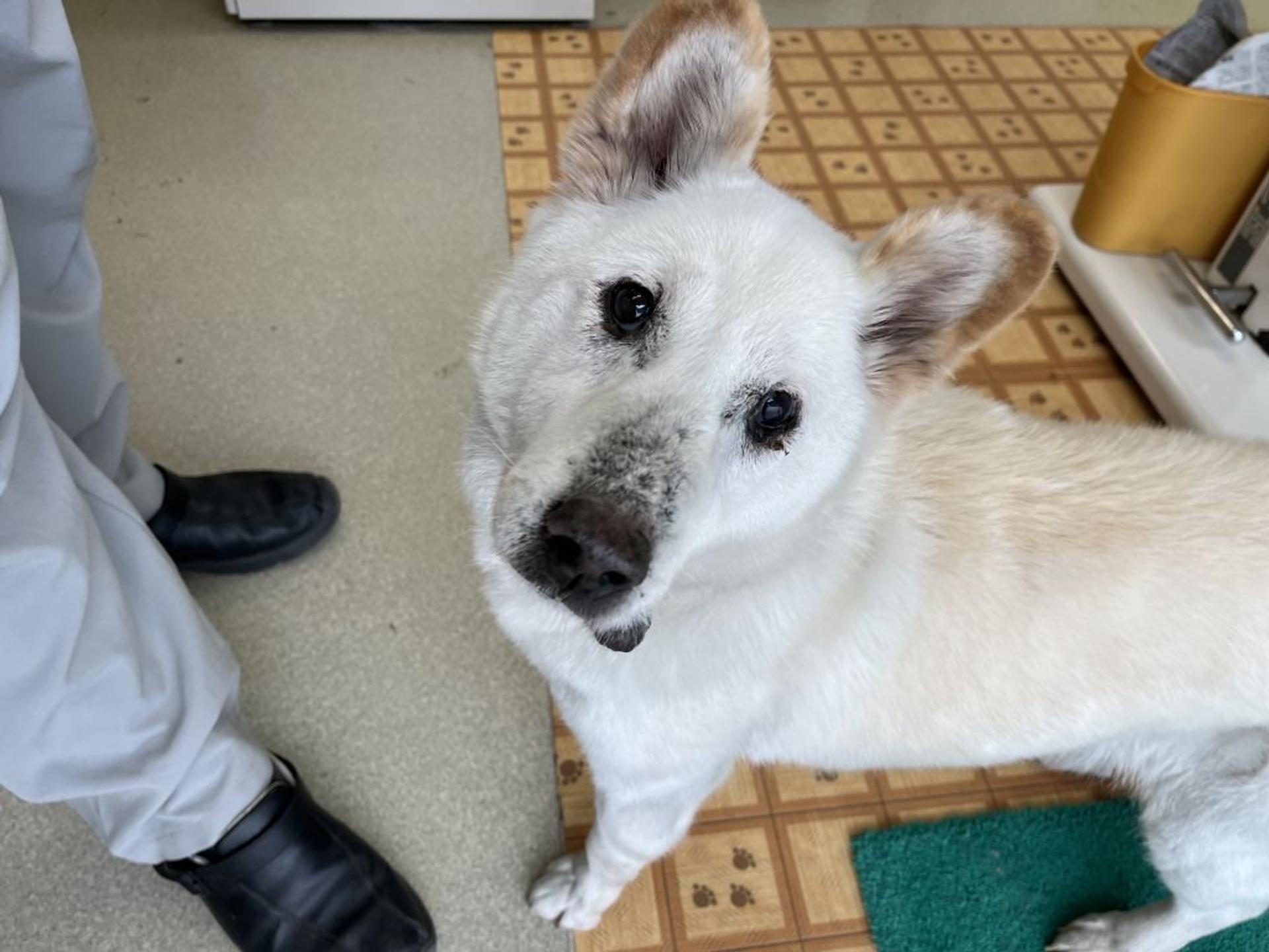 pet-image-4