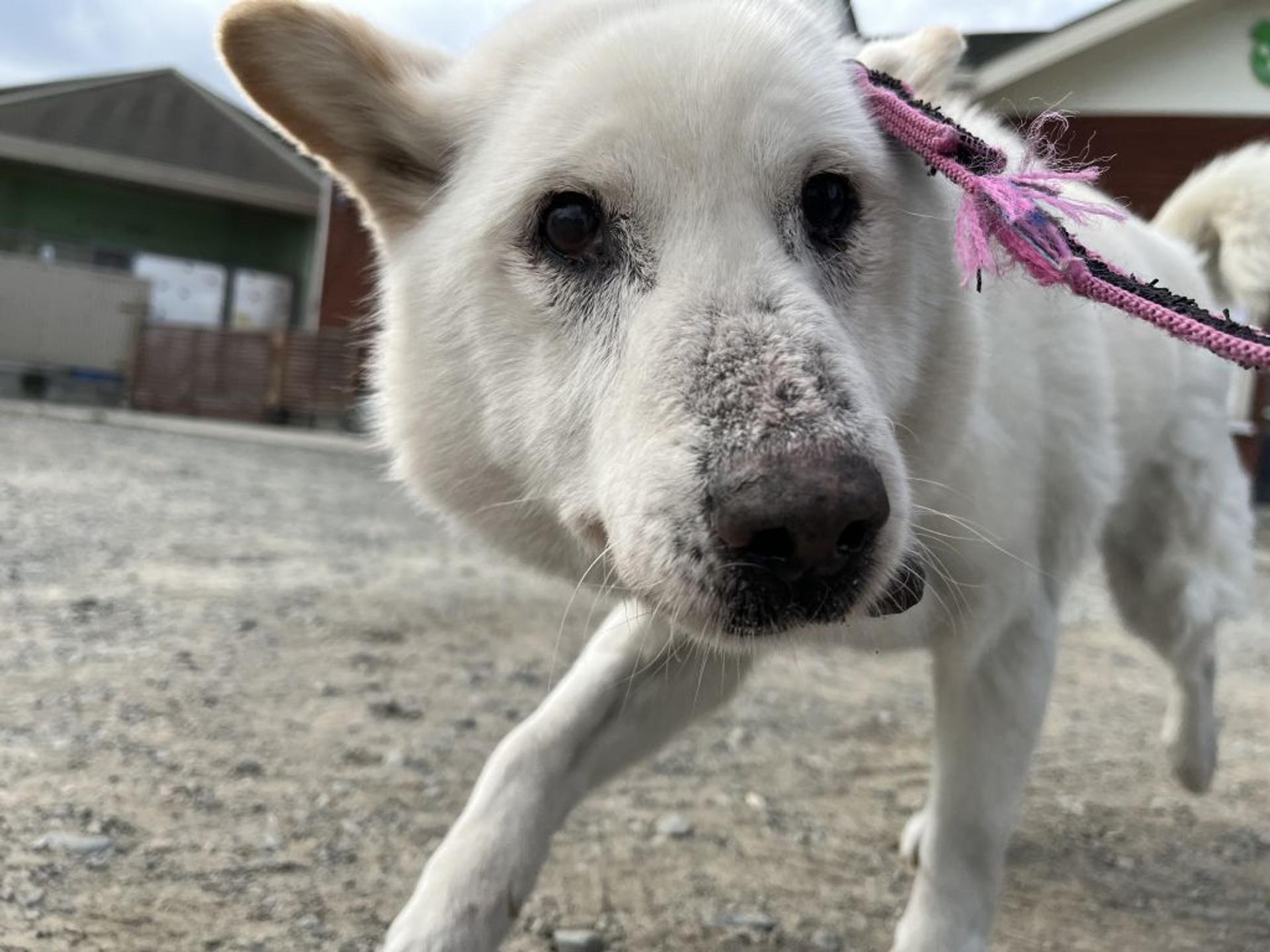 pet-image-6