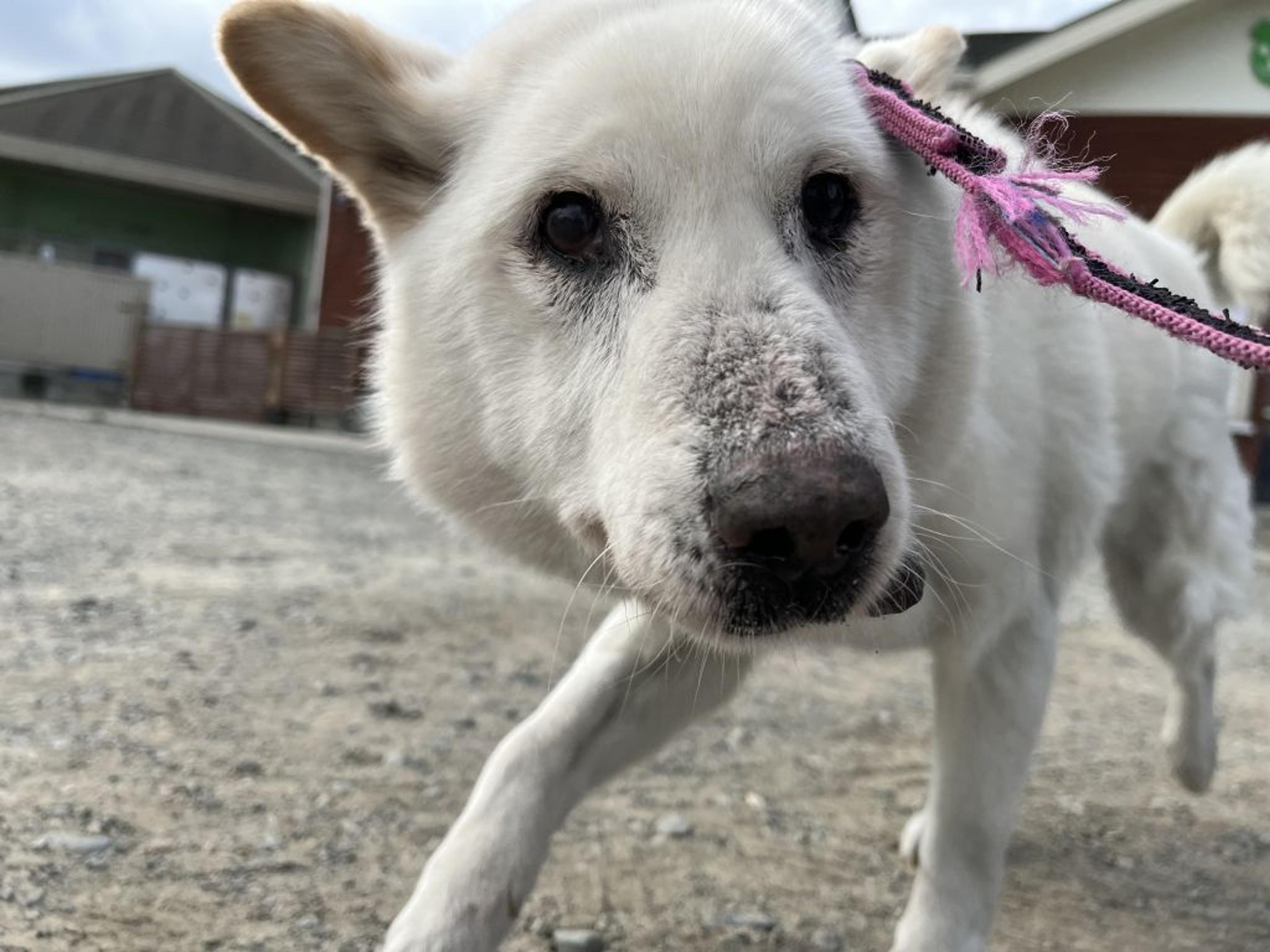 pet-image-6
