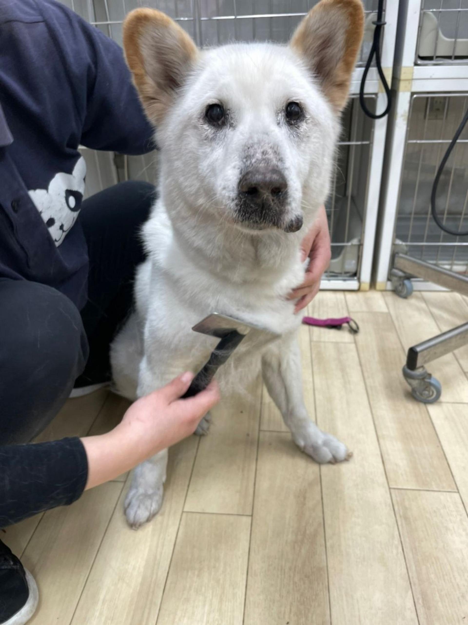 pet-image-7