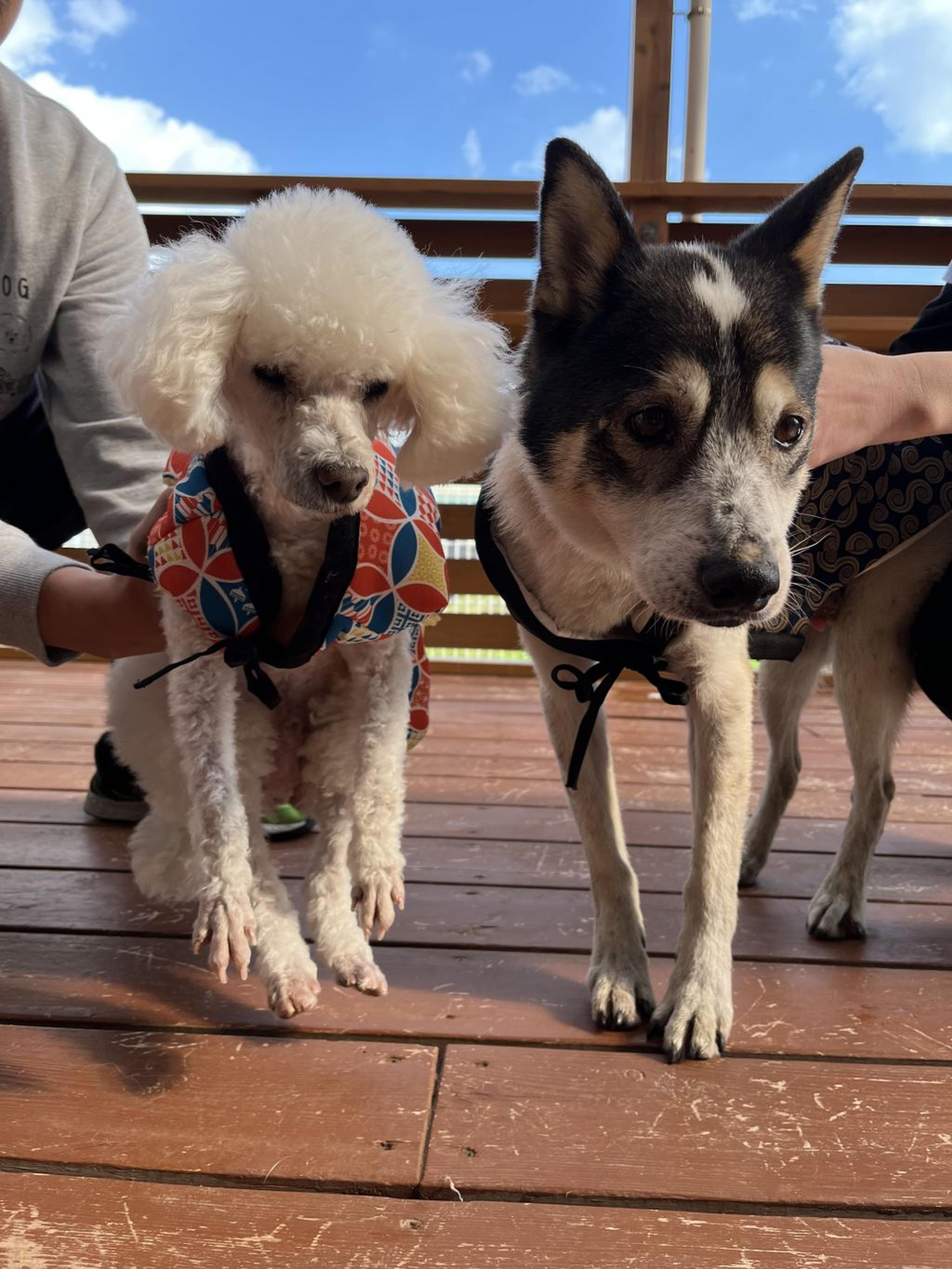 pet-image-2
