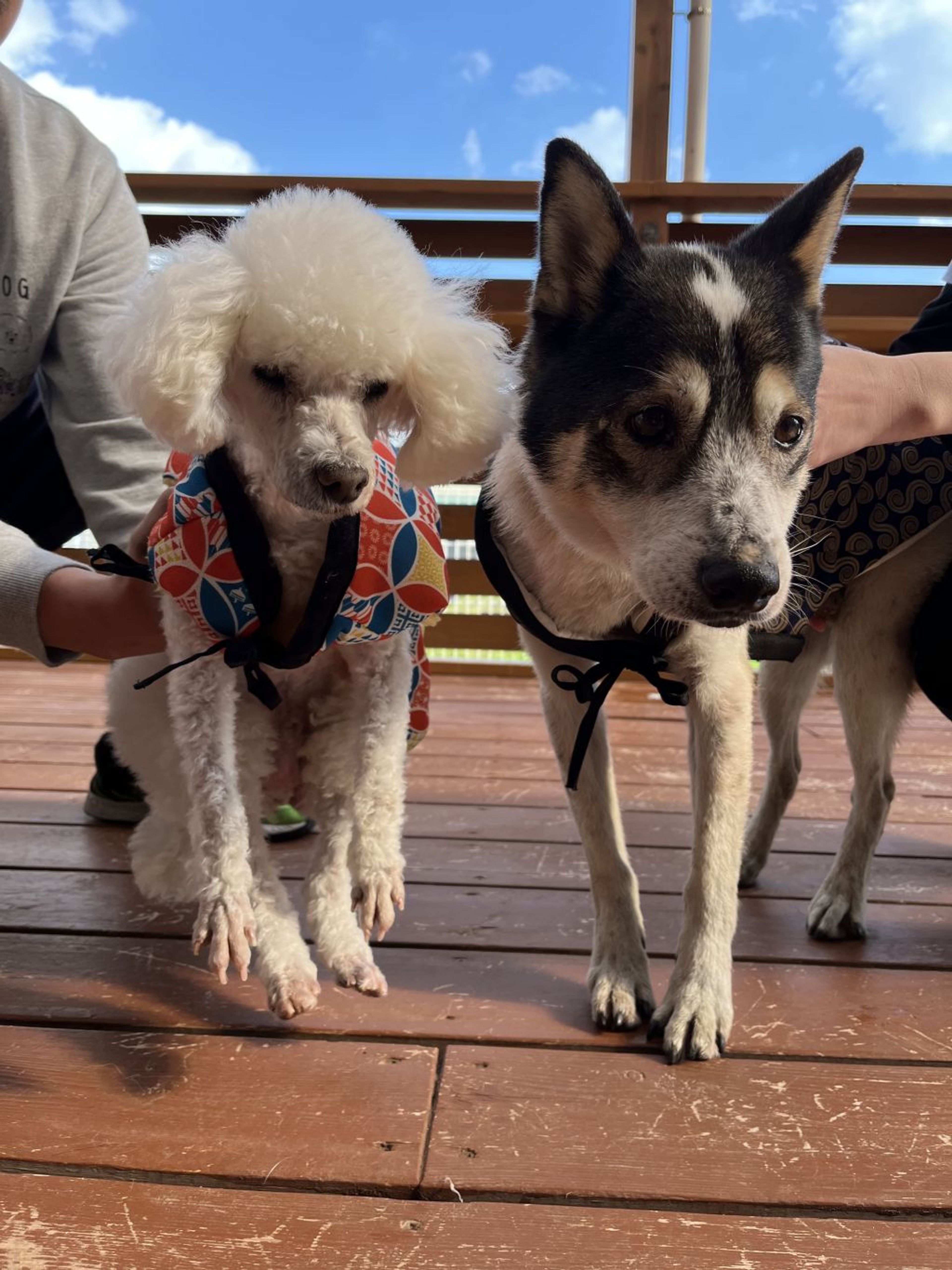 pet-image-2