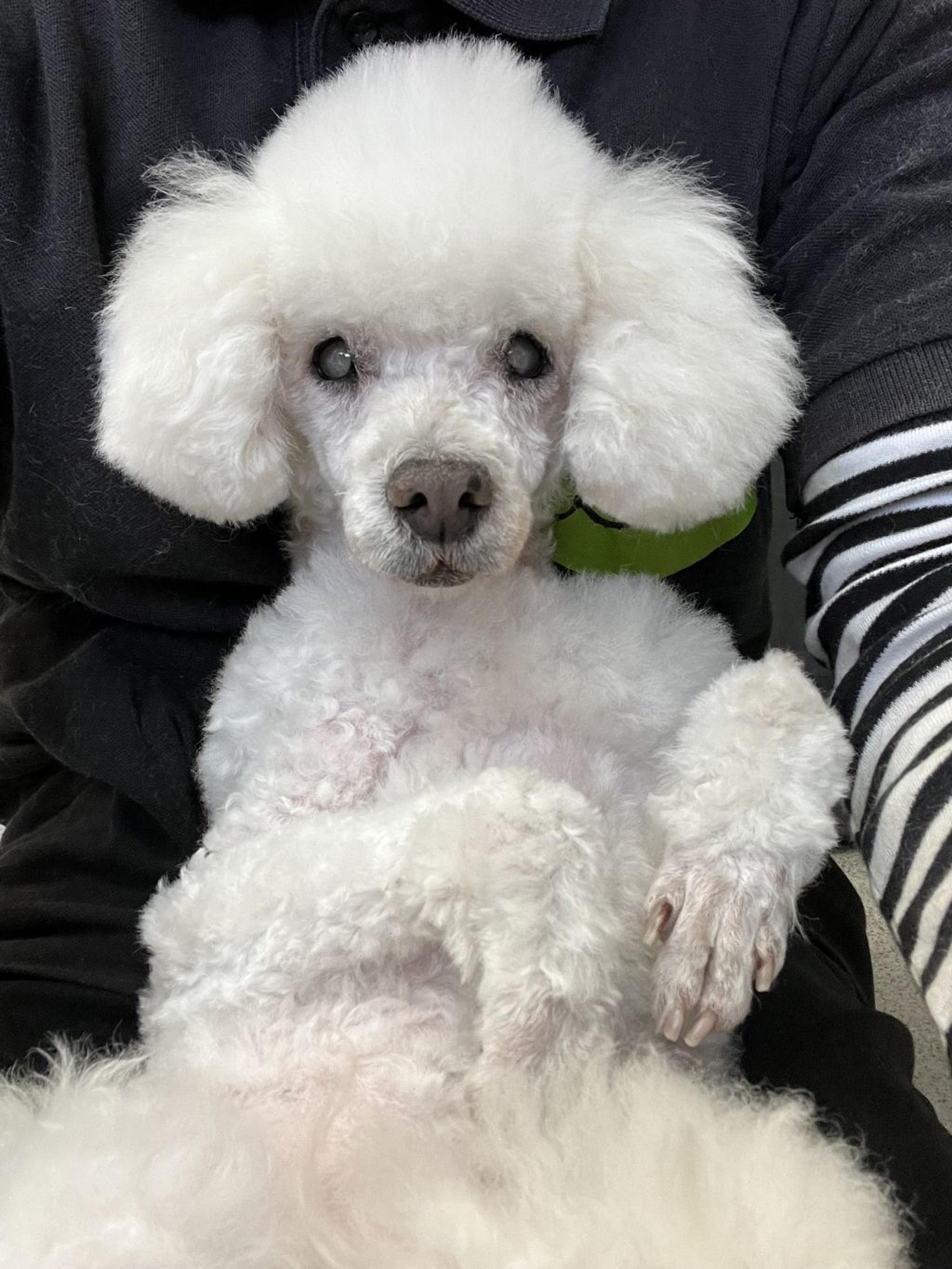 pet-image-3