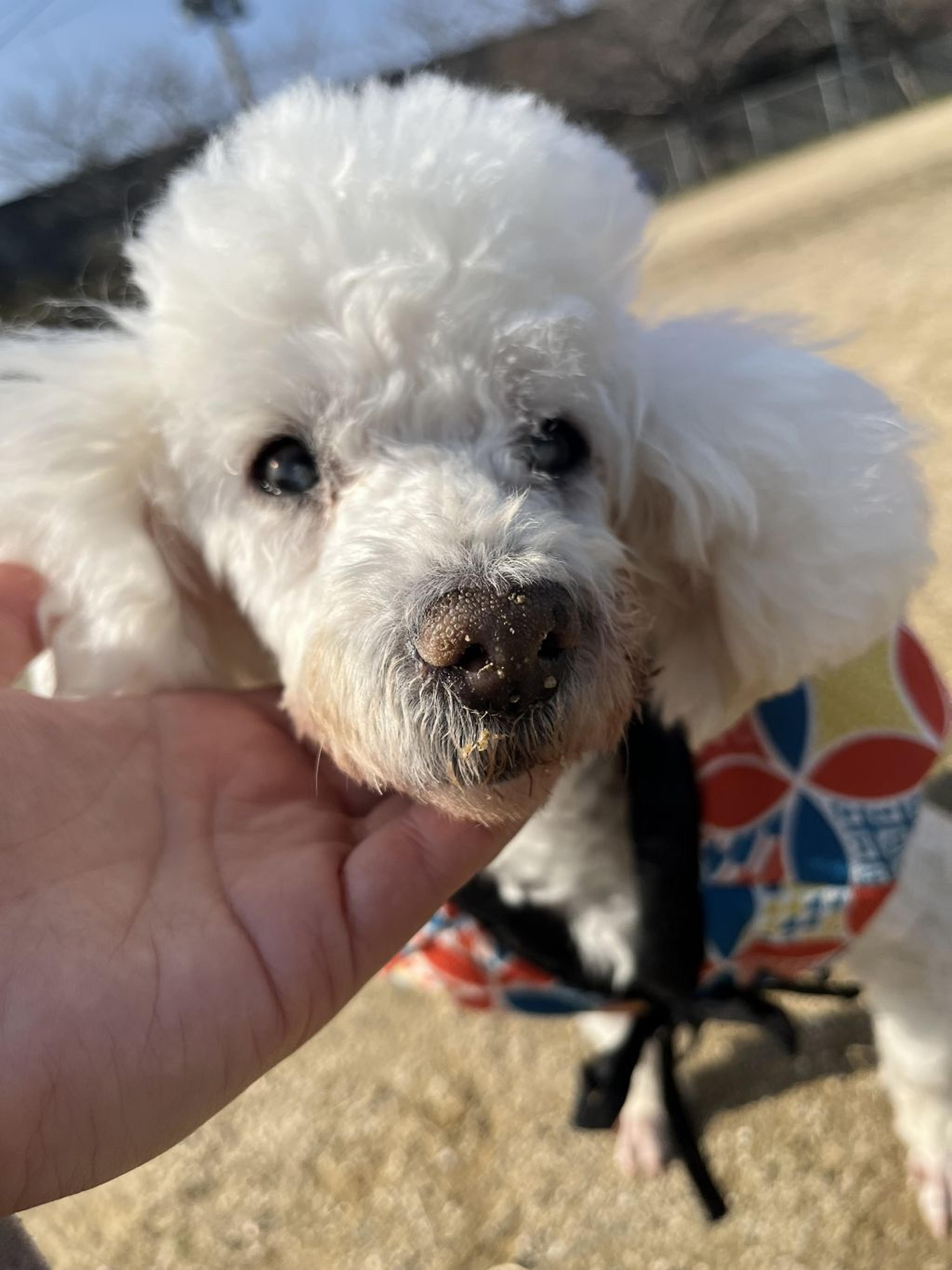 pet-image-5