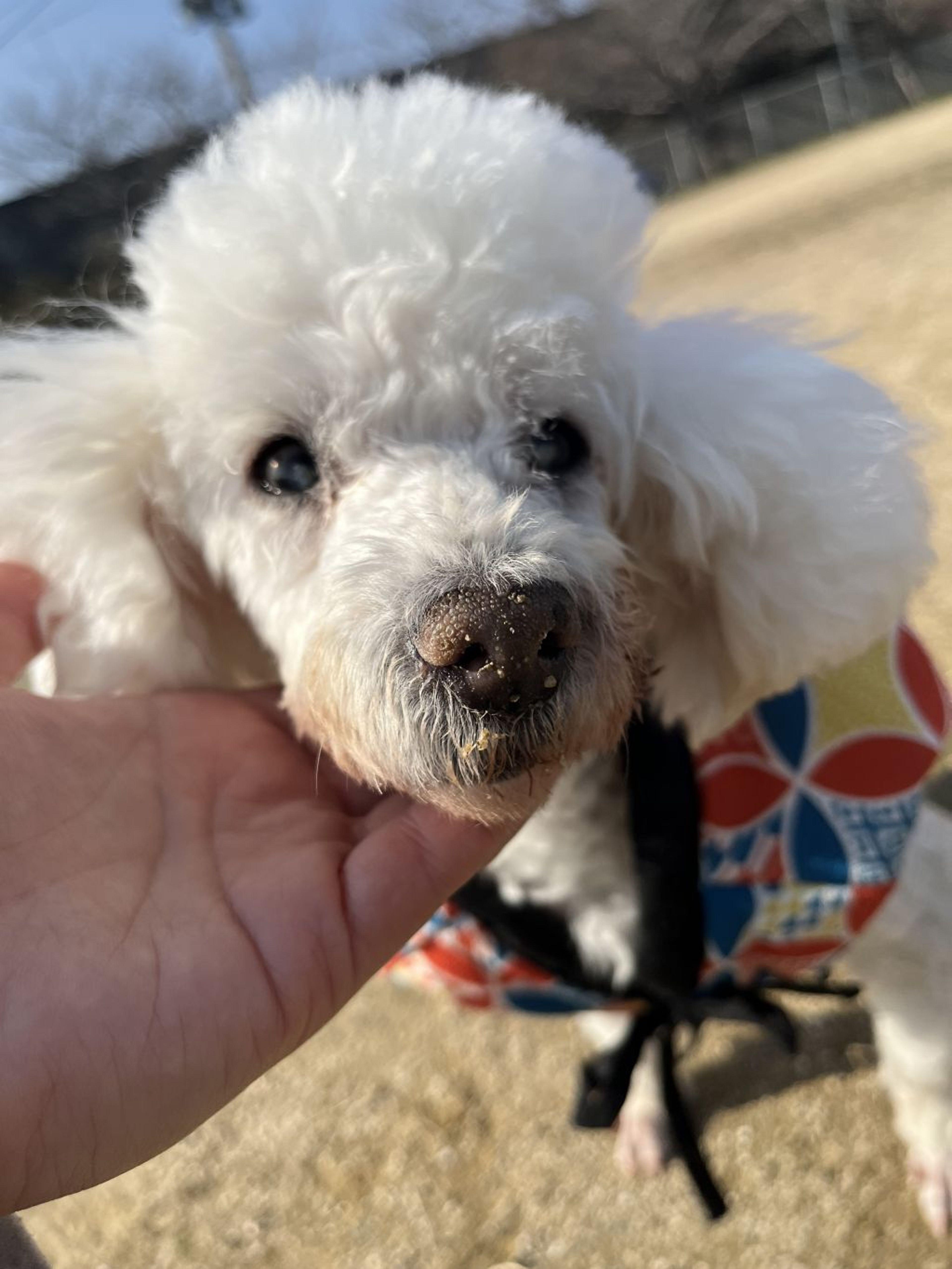 pet-image-5