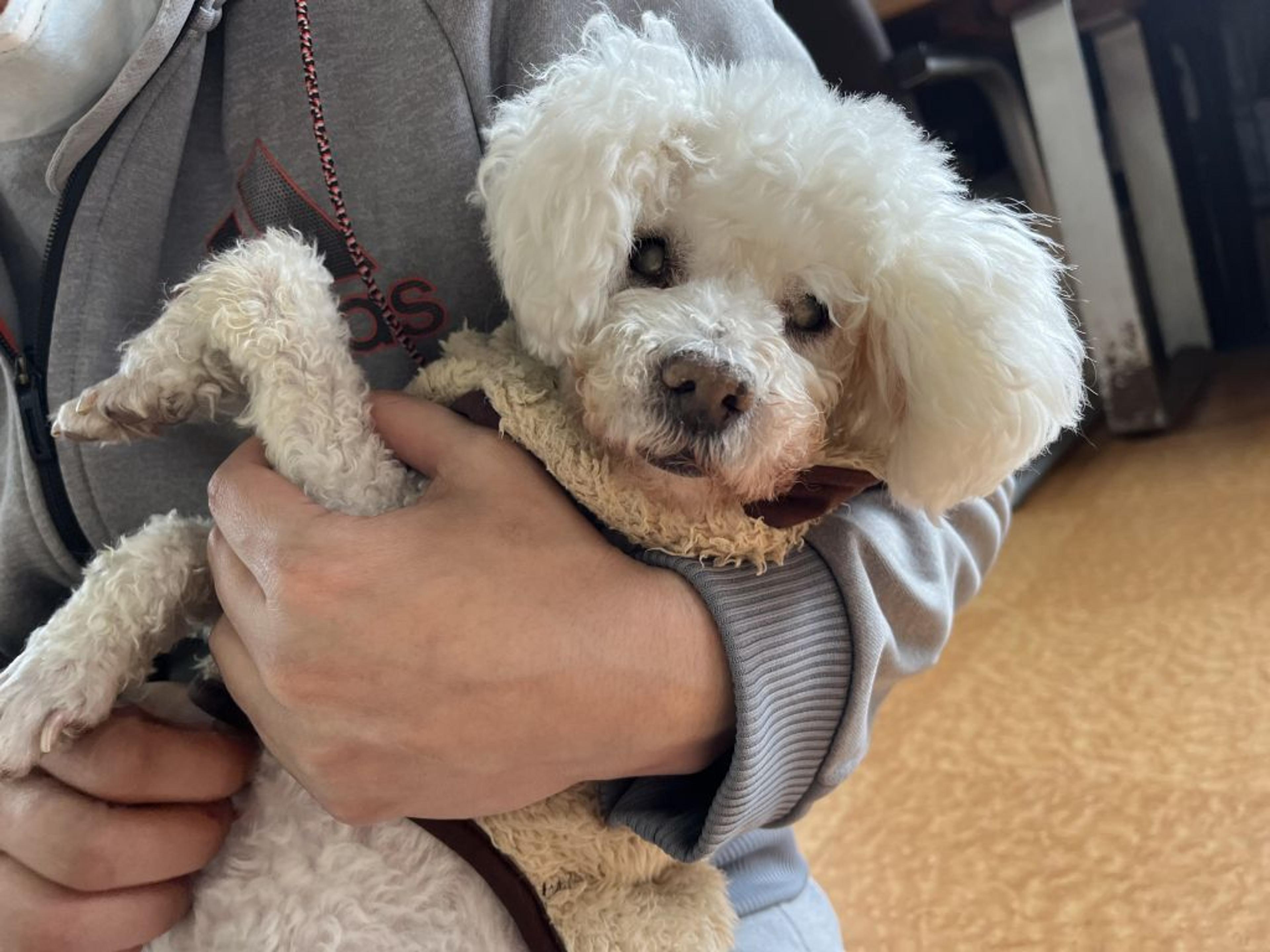 pet-image-7