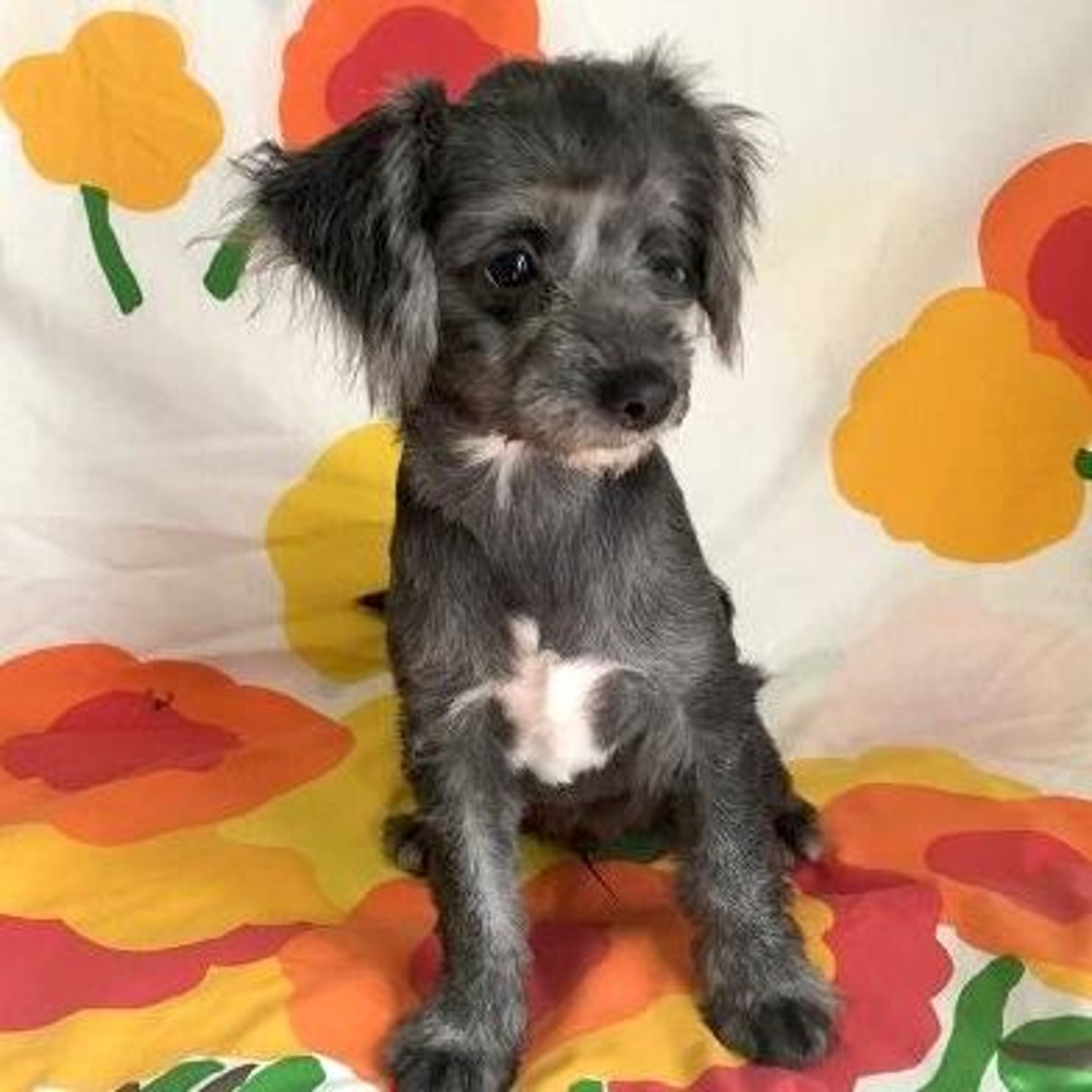 雑種（ミックス犬）・オスの里親募集の写真