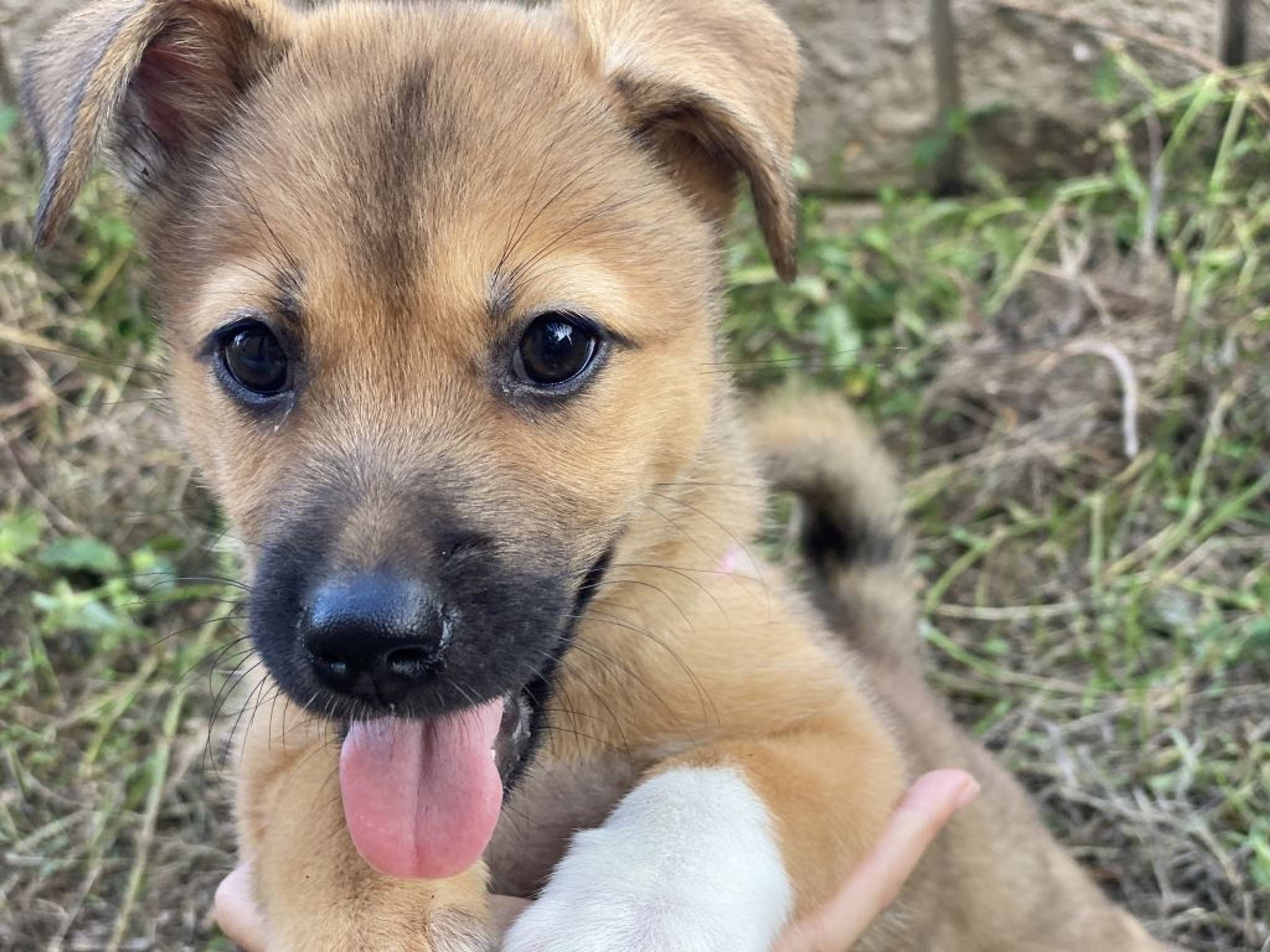 雑種（ミックス犬）・メスの里親募集の写真