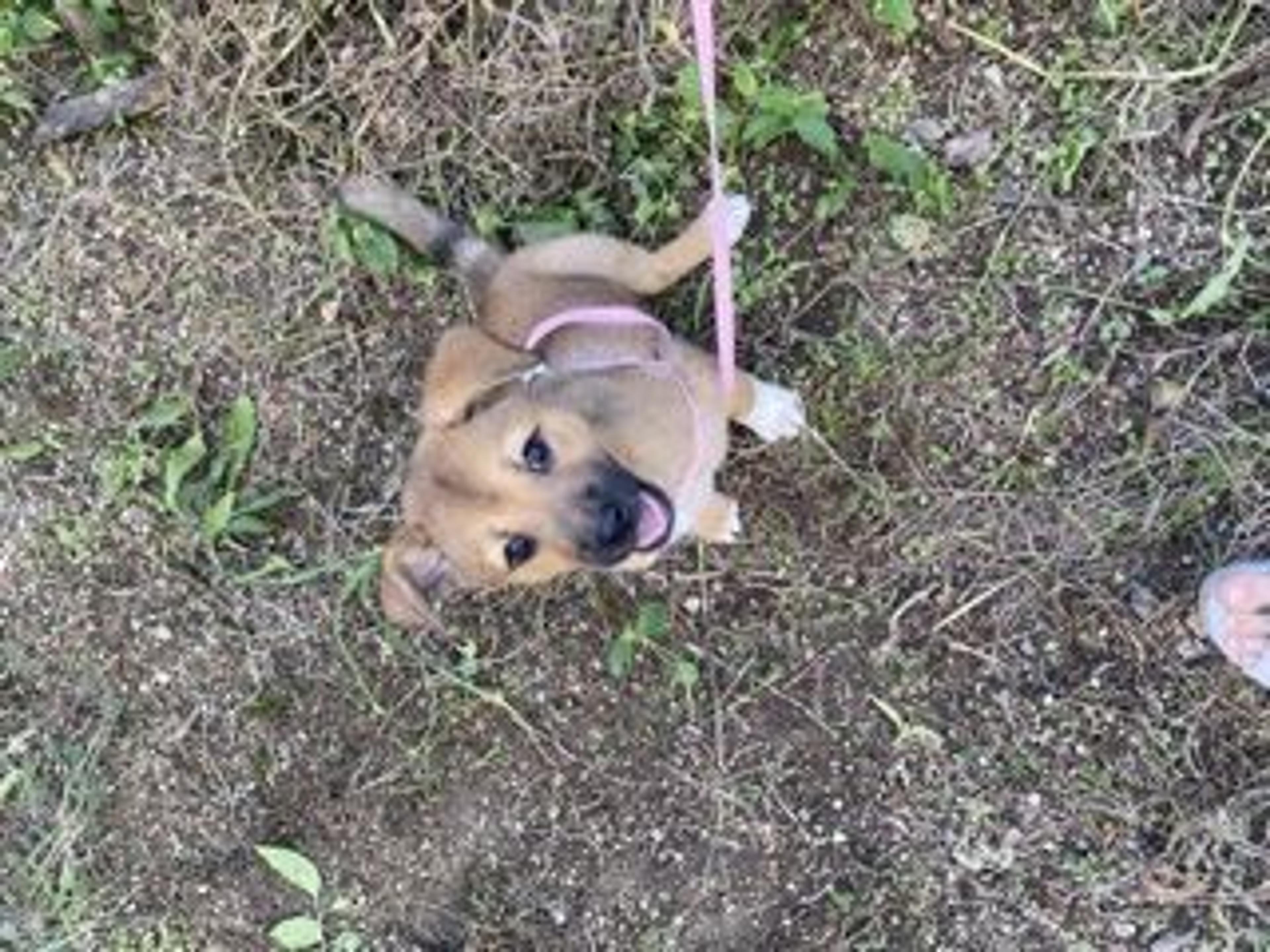 pet-image-2