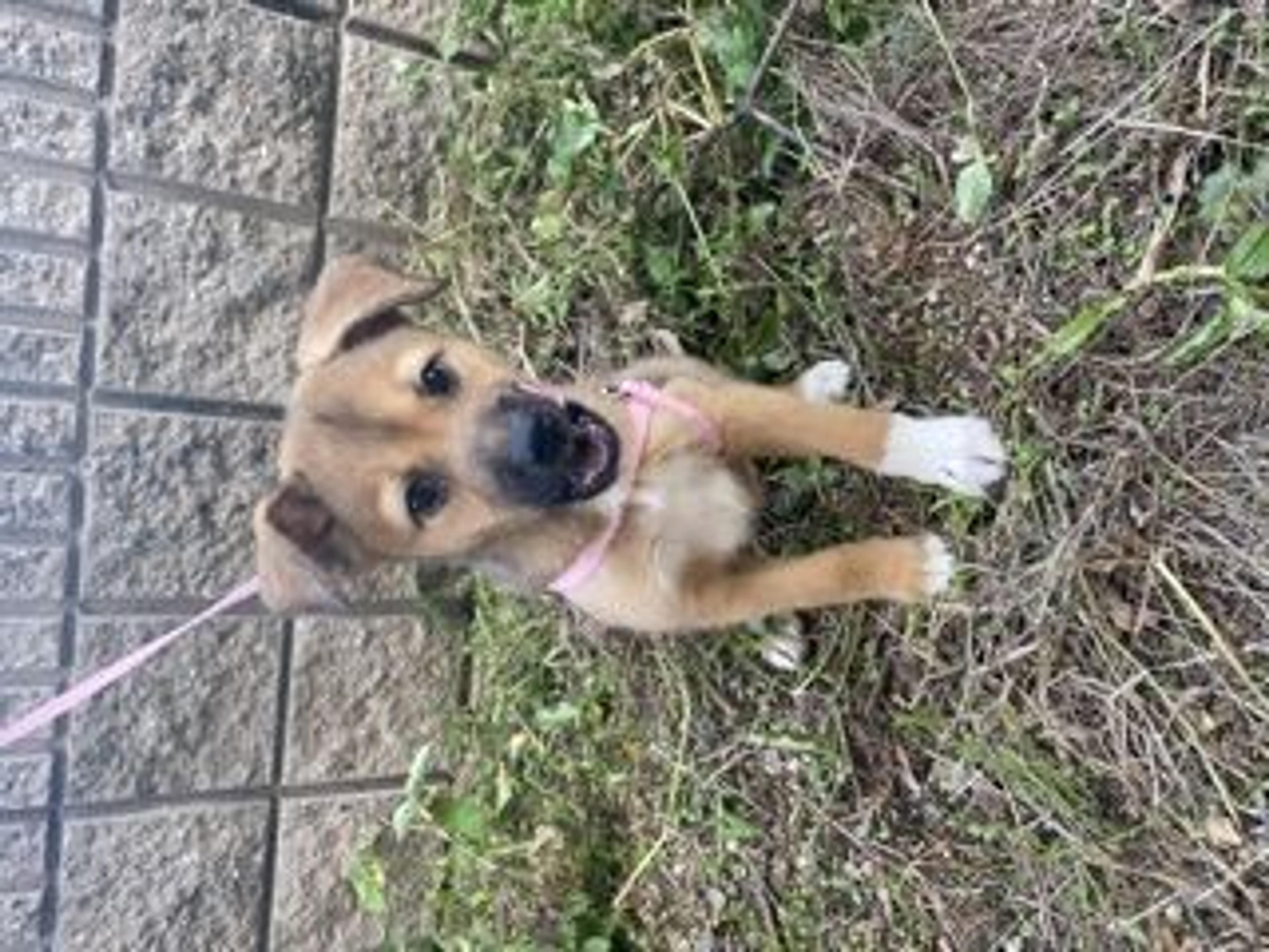 pet-image-3