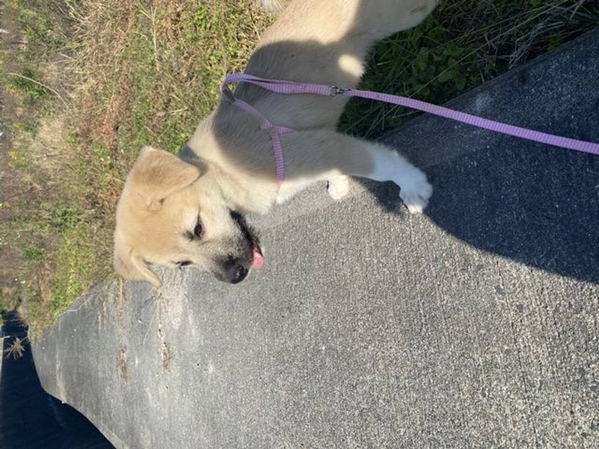 雑種（ミックス犬）・メスの里親募集の写真