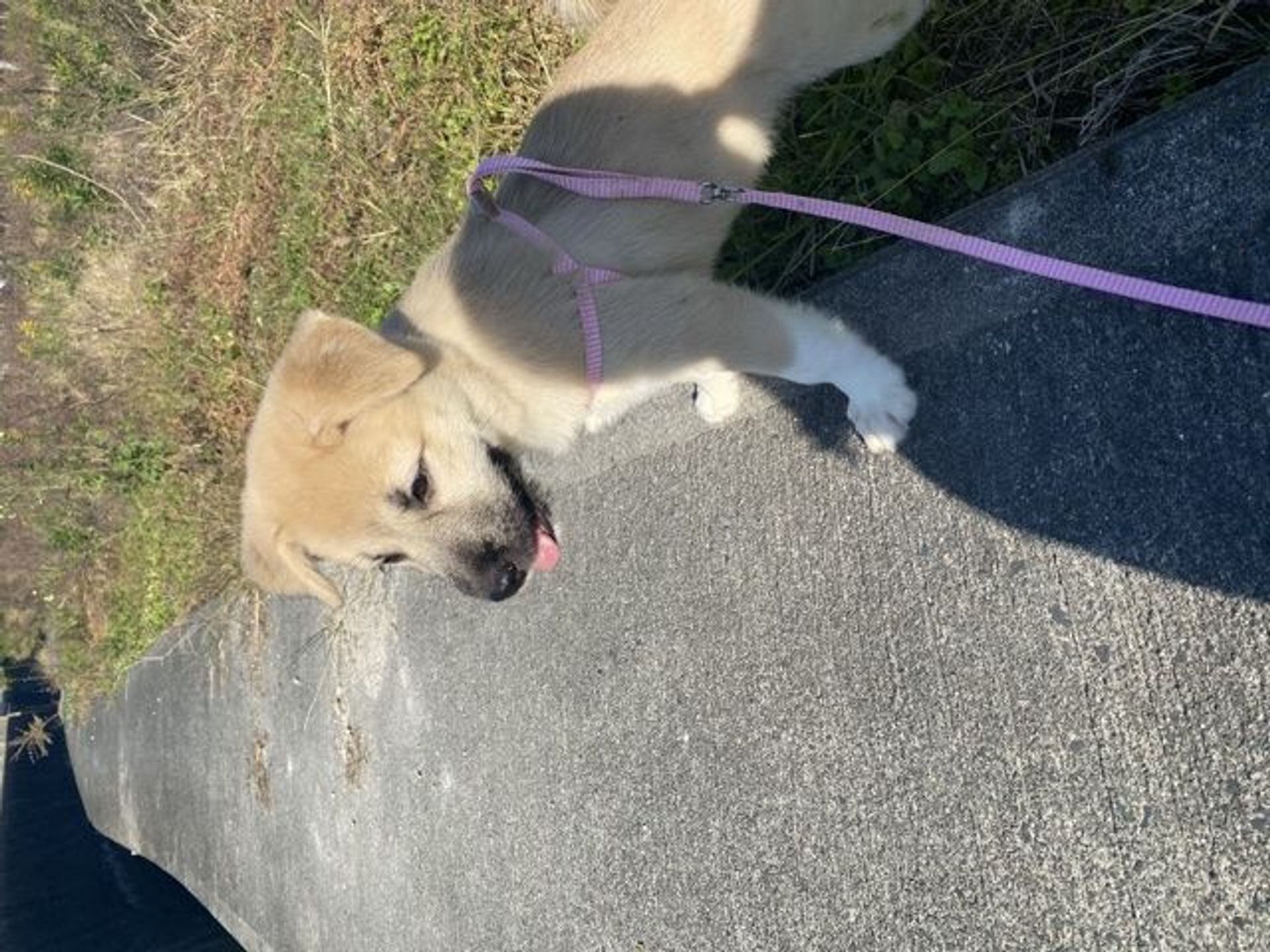 雑種（ミックス犬）・メスの里親募集の写真