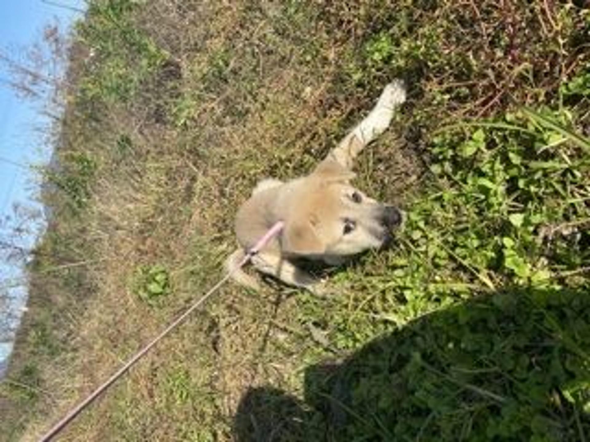 pet-image-3
