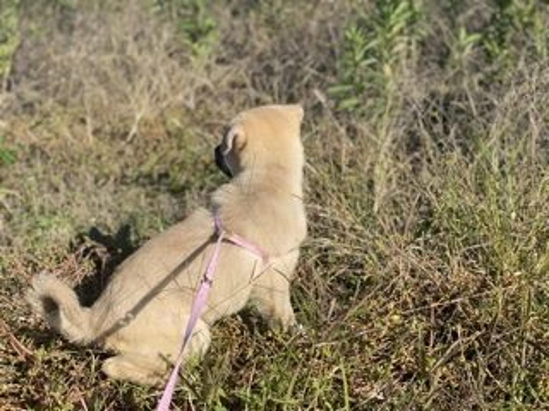 pet-image-5