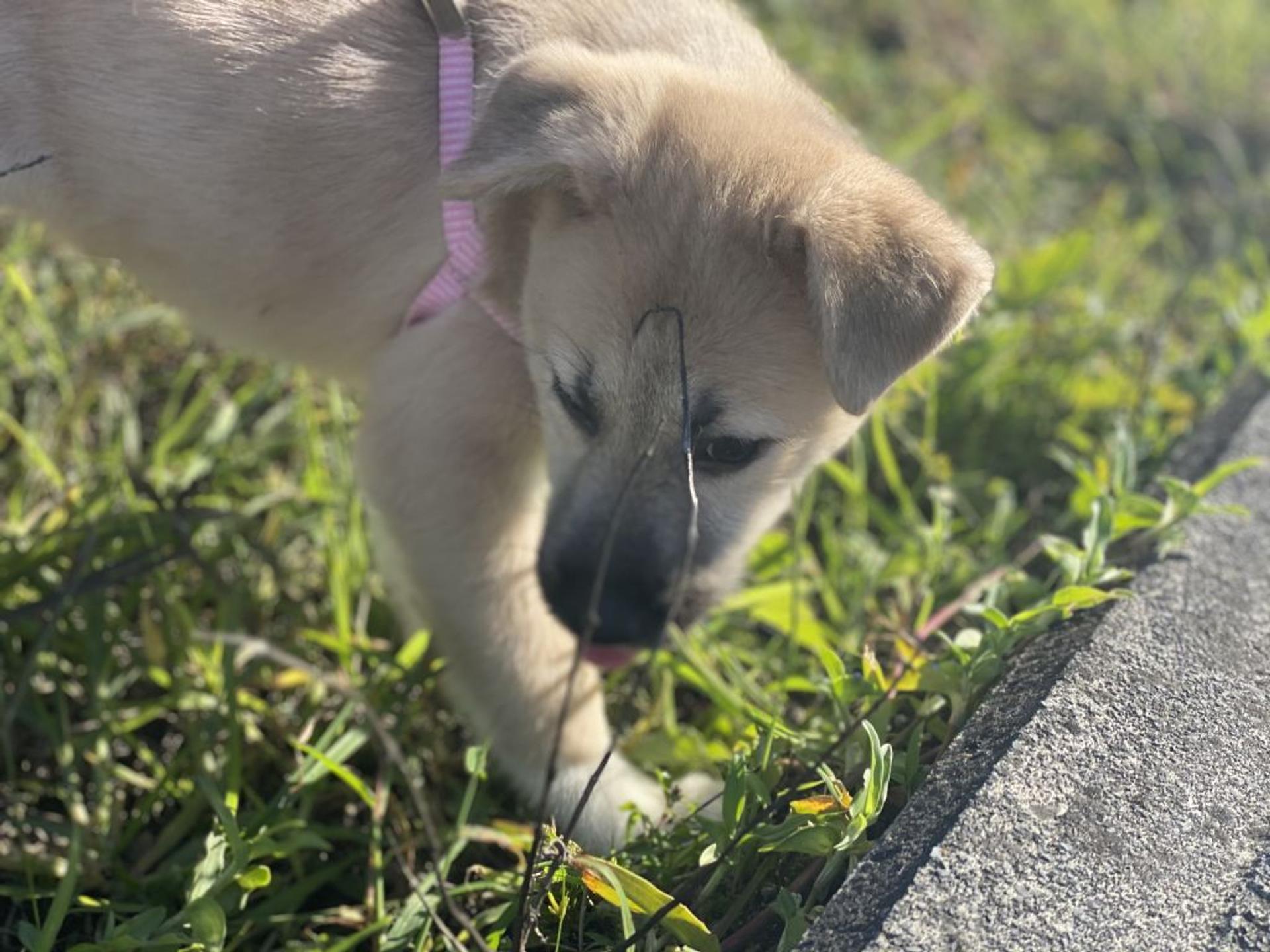 pet-image-9