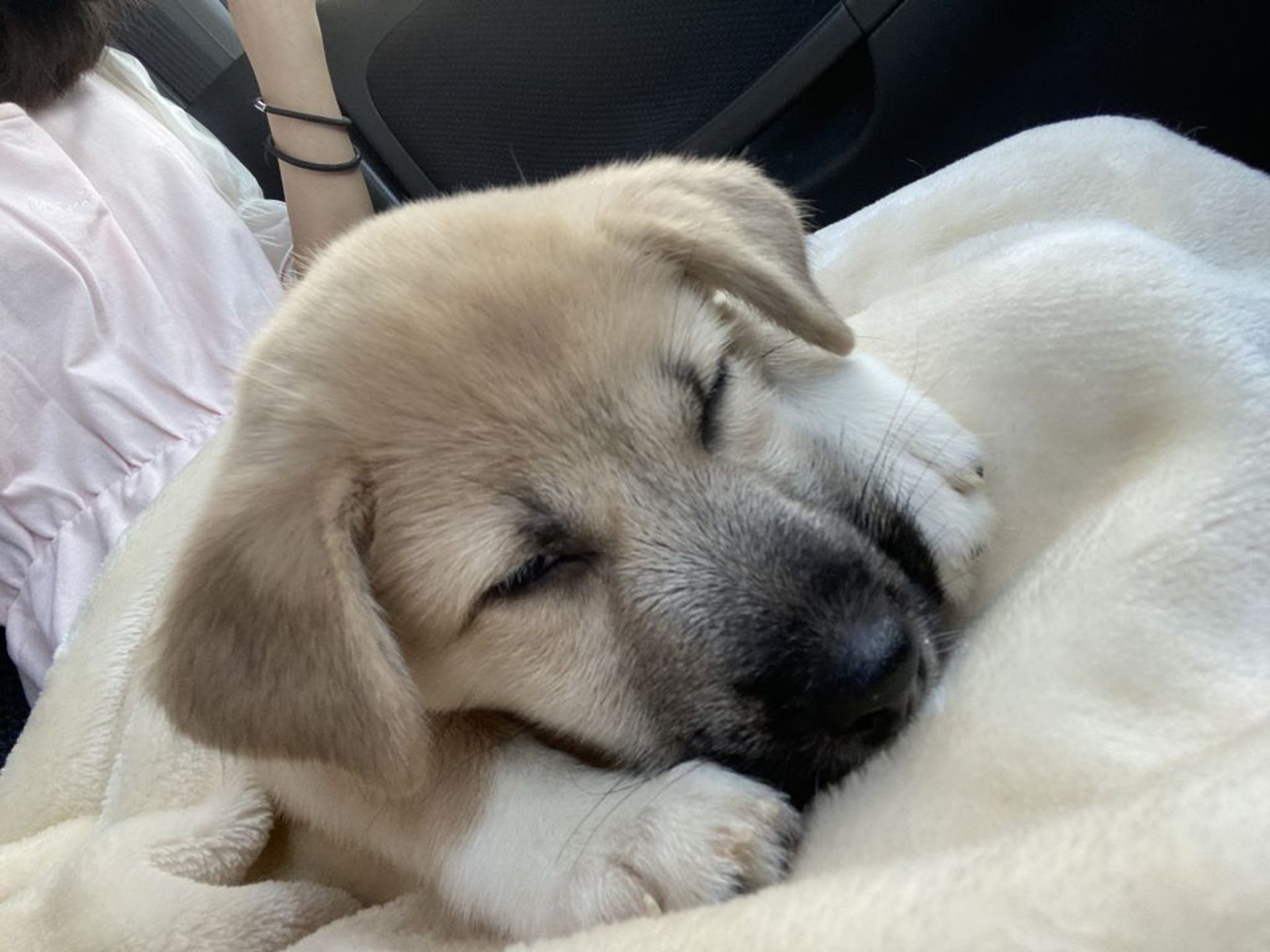 雑種（ミックス犬）・メスの里親募集の写真