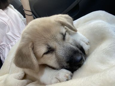 里親募集様が決定致しました