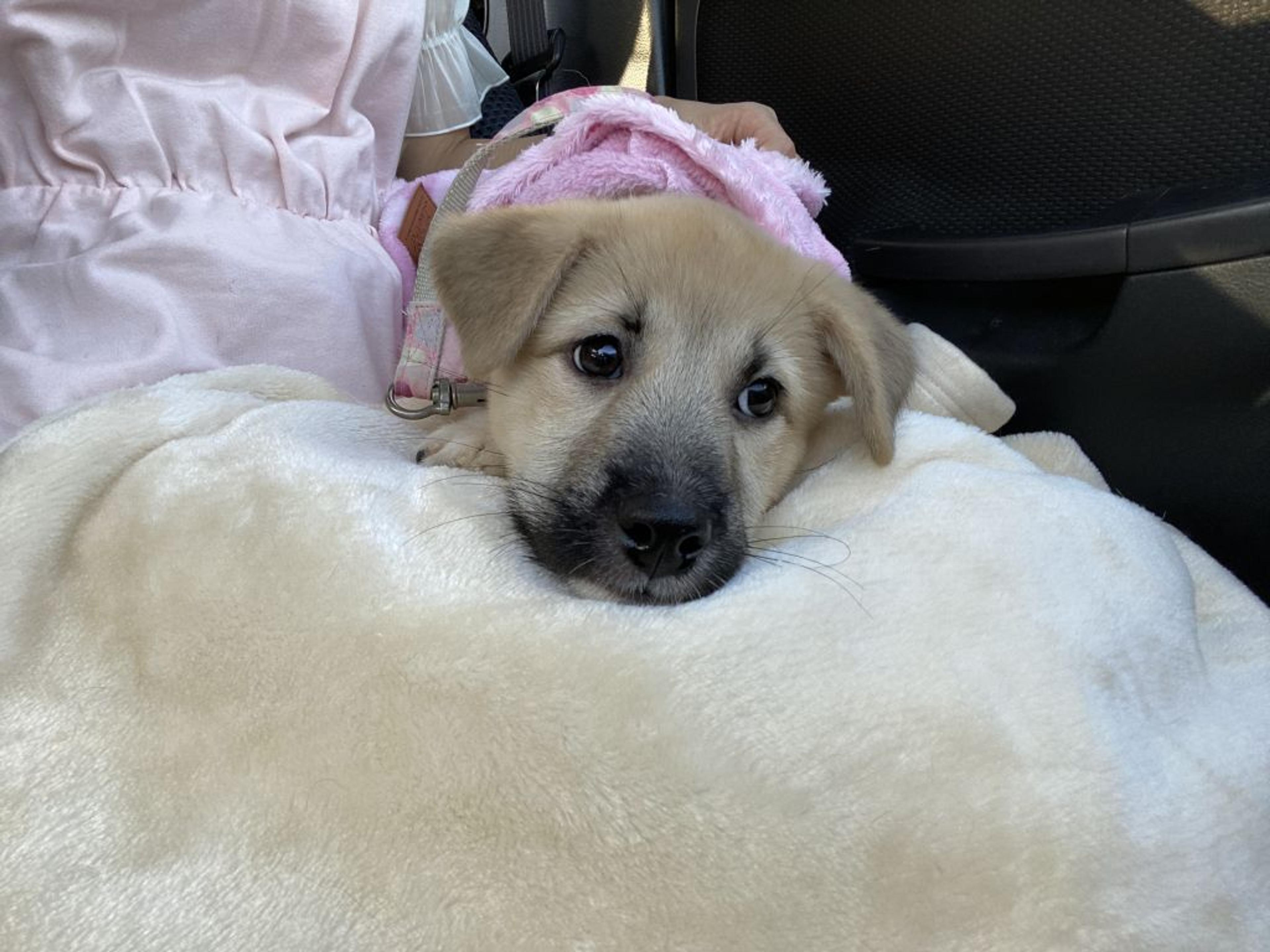 pet-image-6