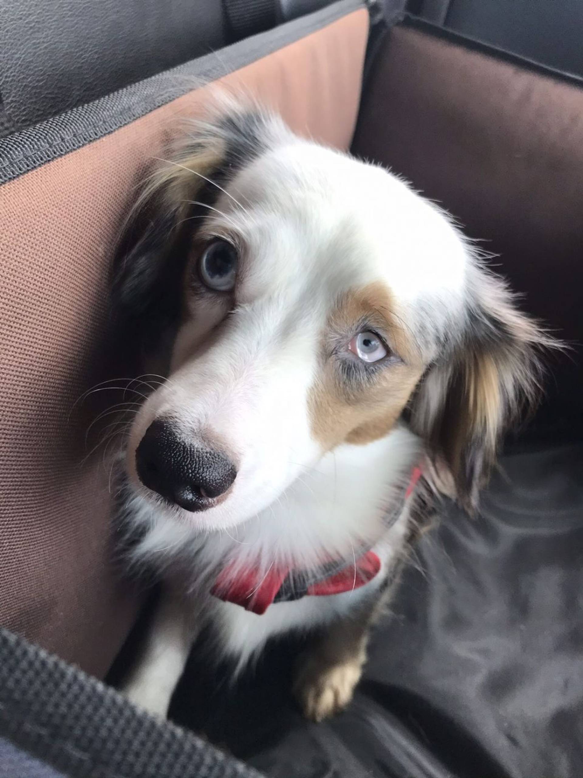雑種（ミックス犬）・オスの里親募集の写真