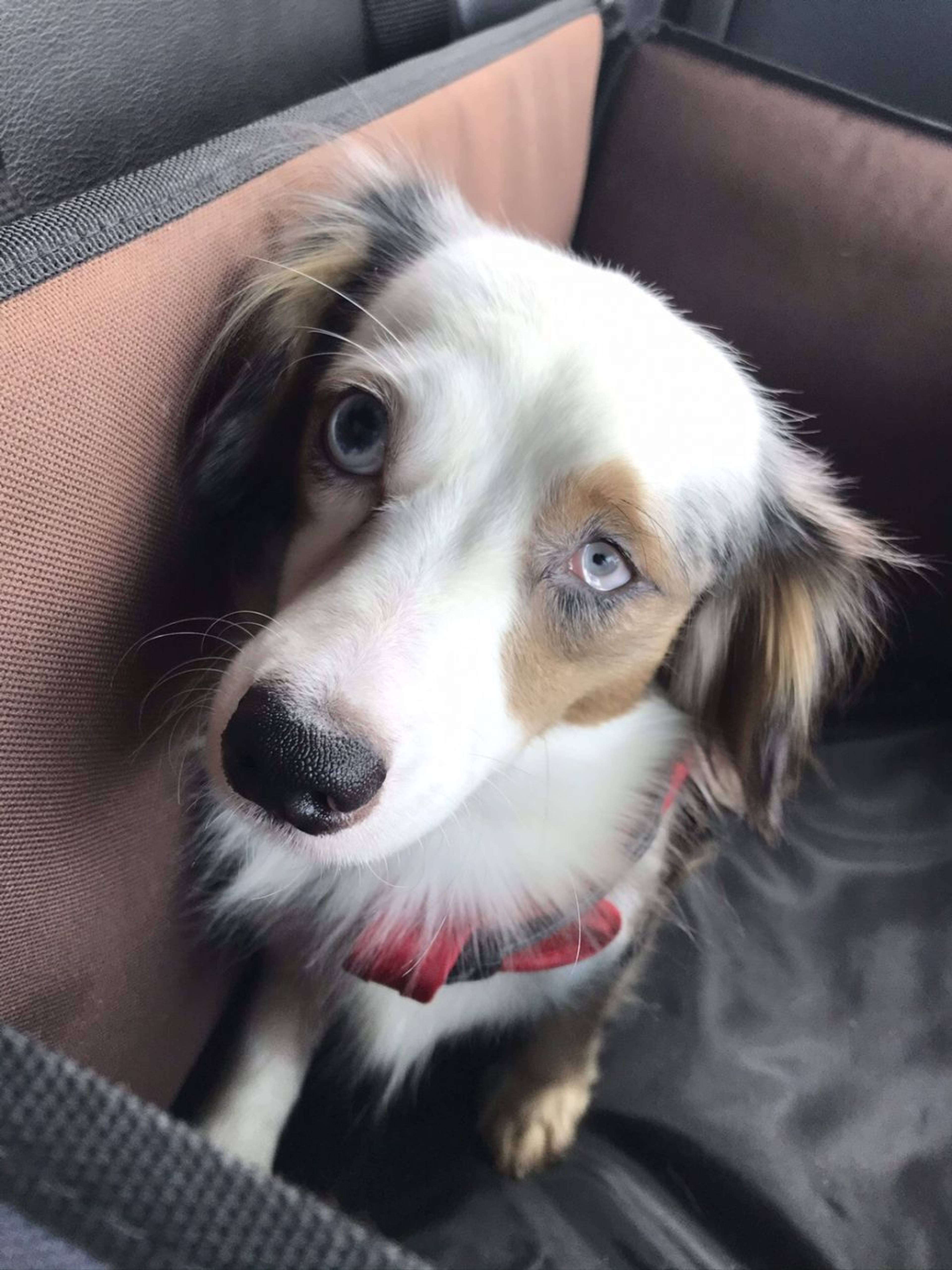 雑種（ミックス犬）・オスの里親募集の写真