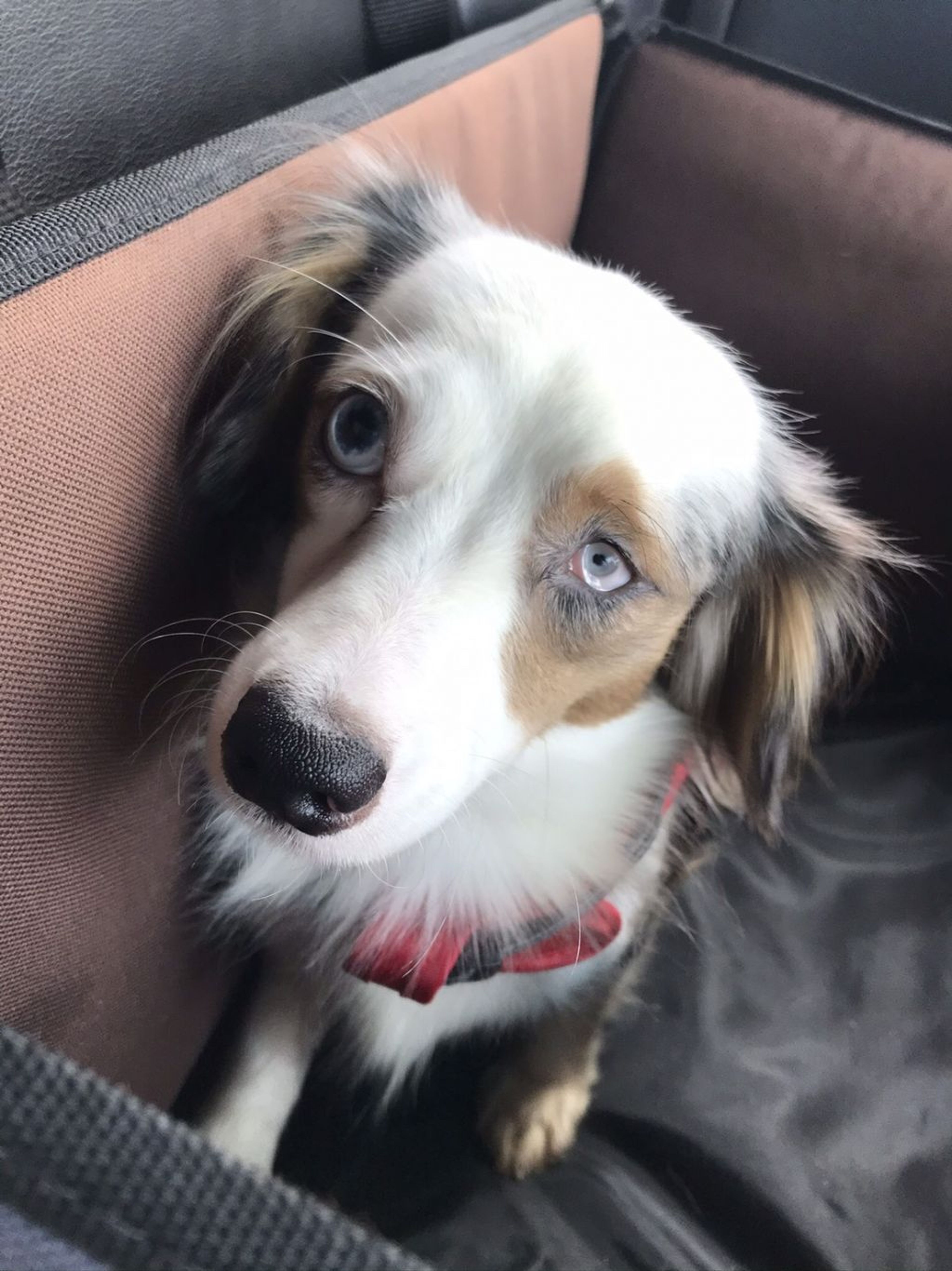 雑種（ミックス犬）・オスの里親募集の写真
