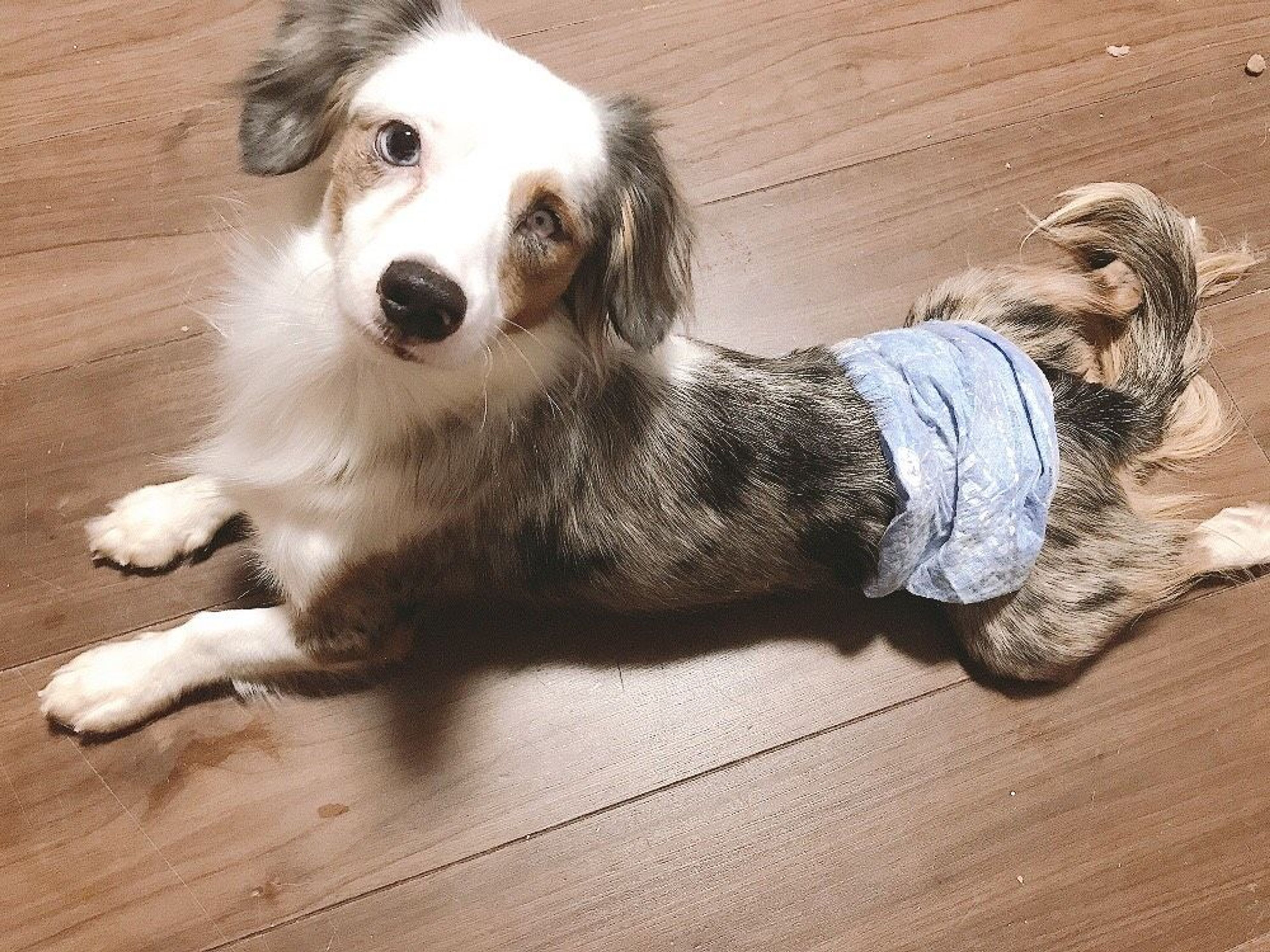 pet-image-3