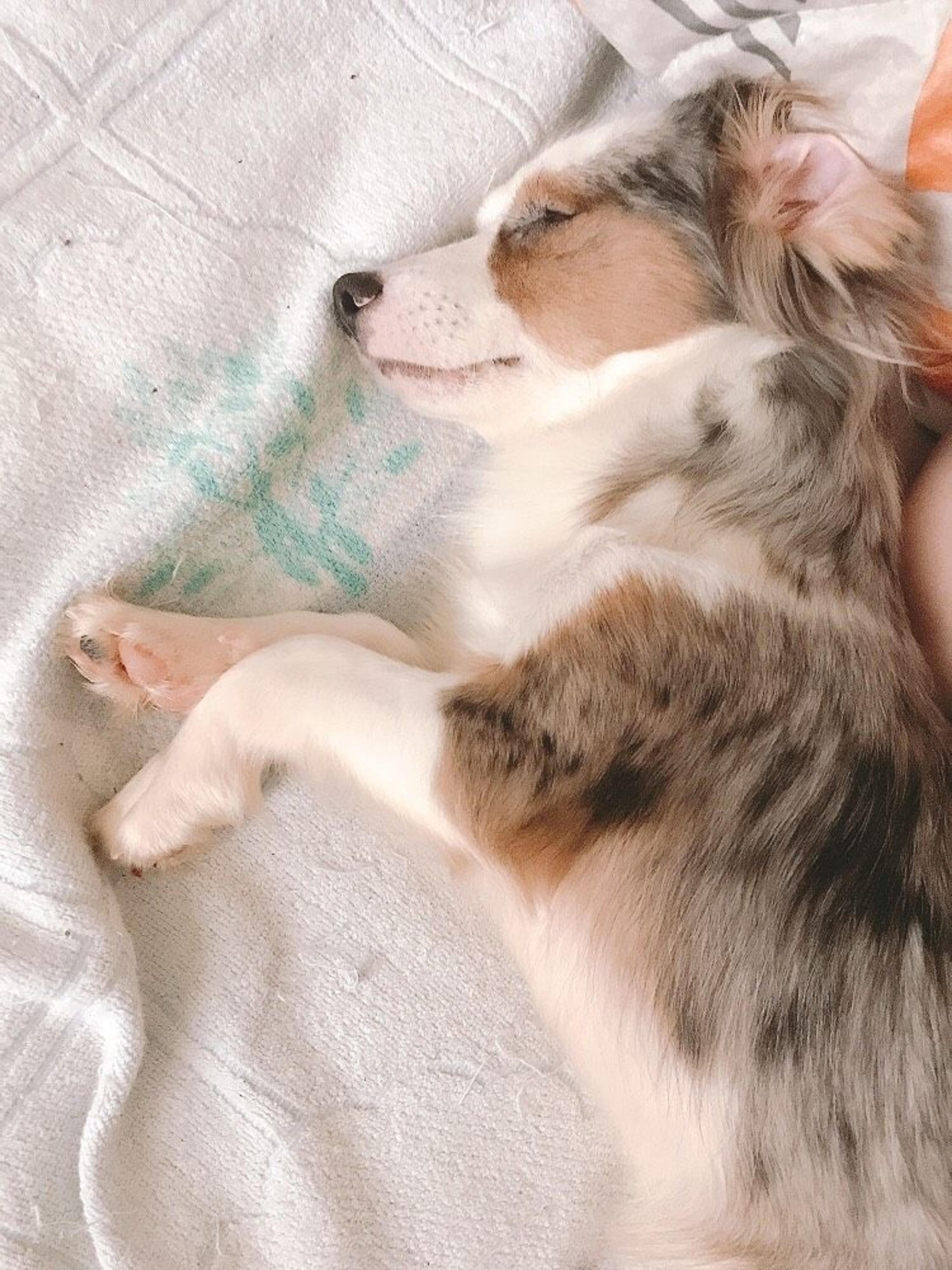 pet-image-4