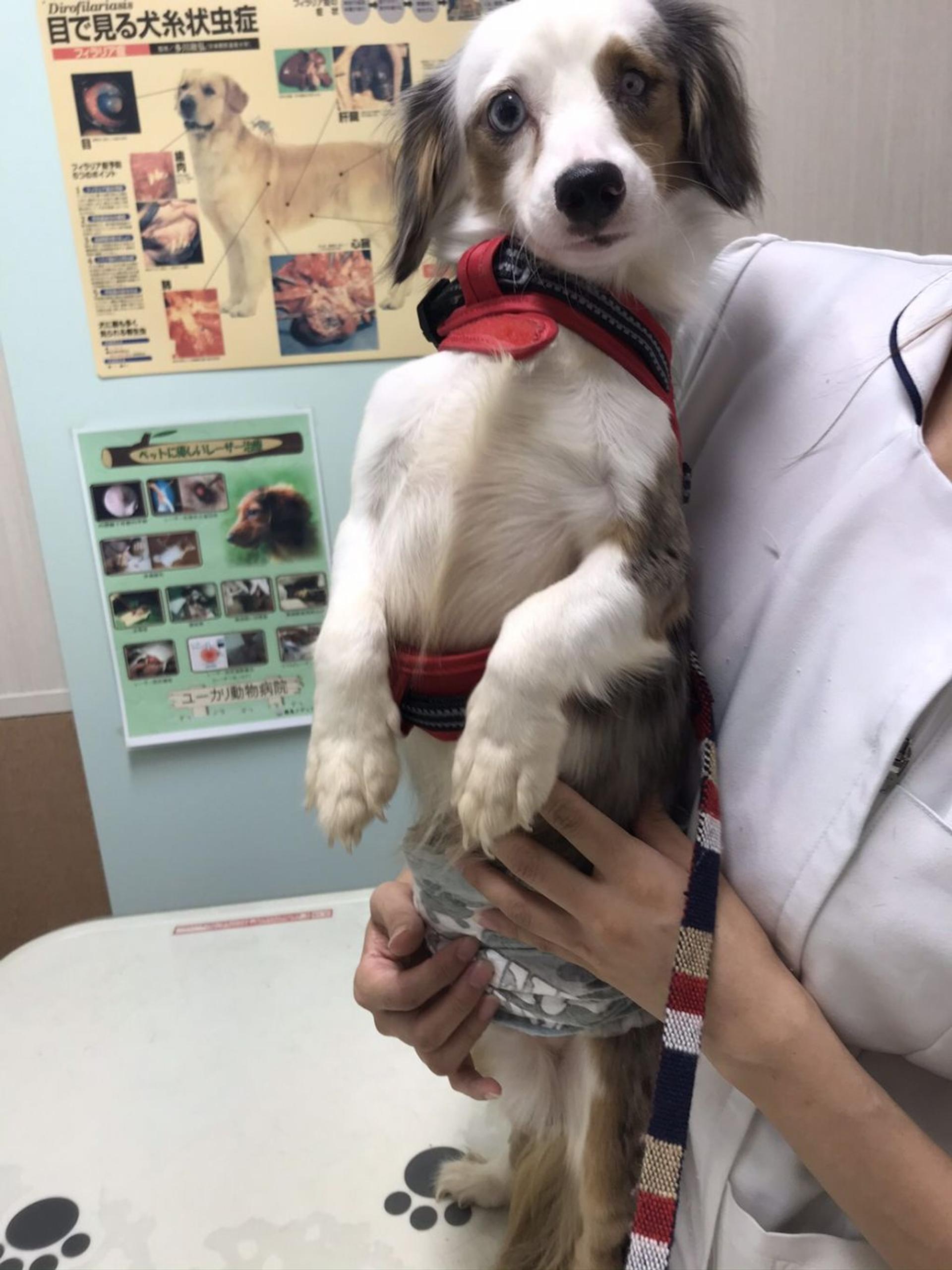 pet-image-5