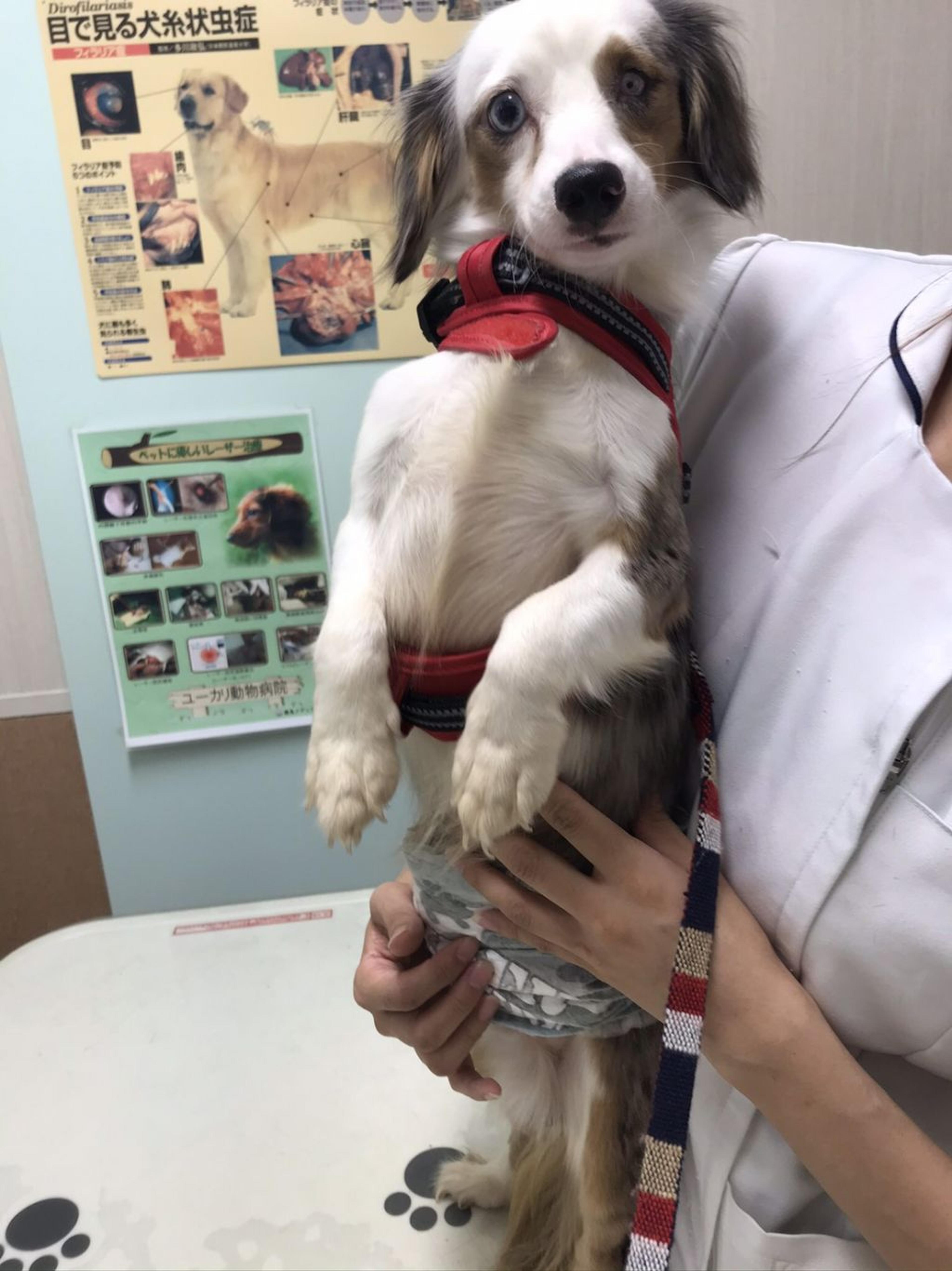 pet-image-5
