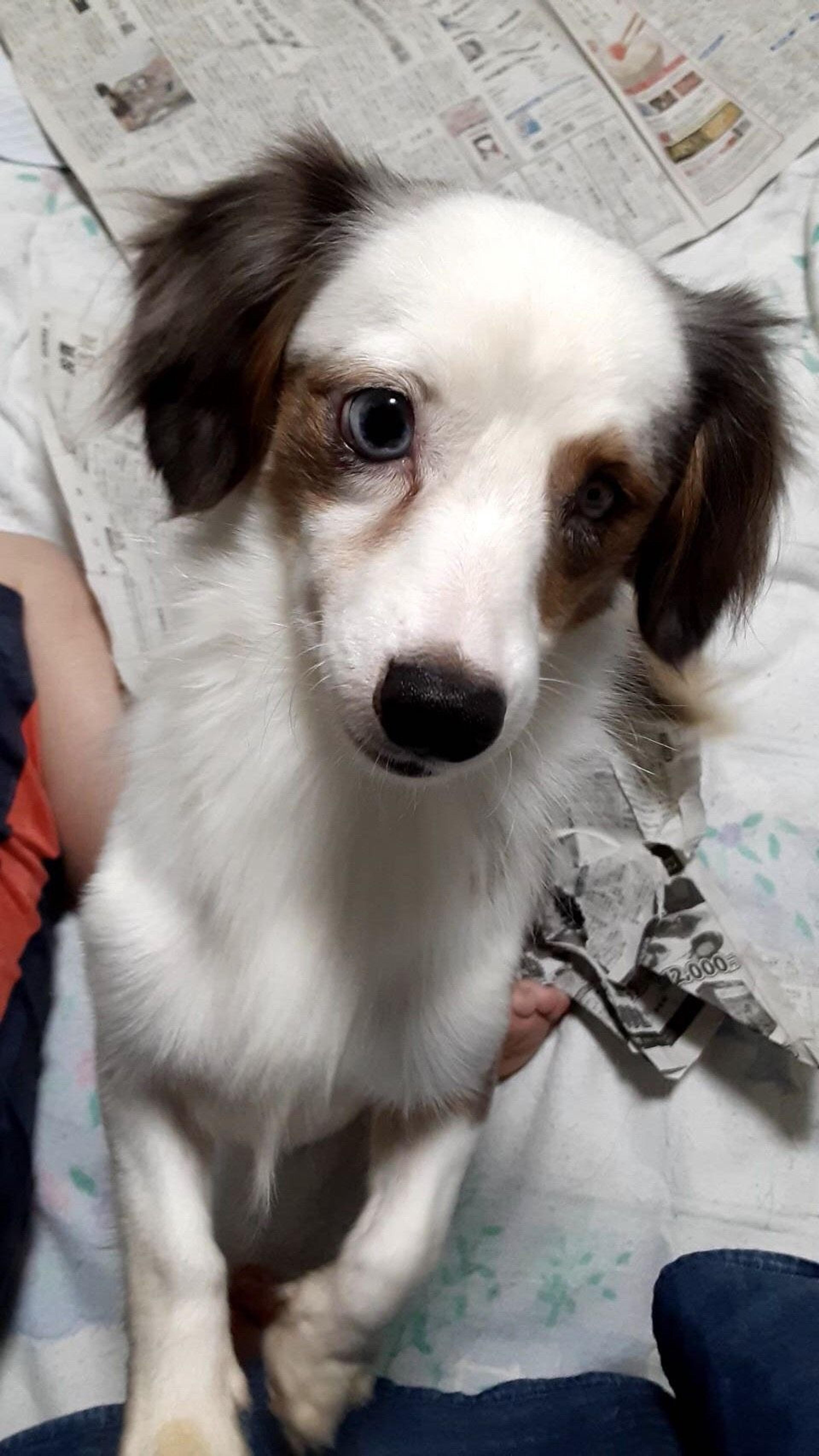 pet-image-6