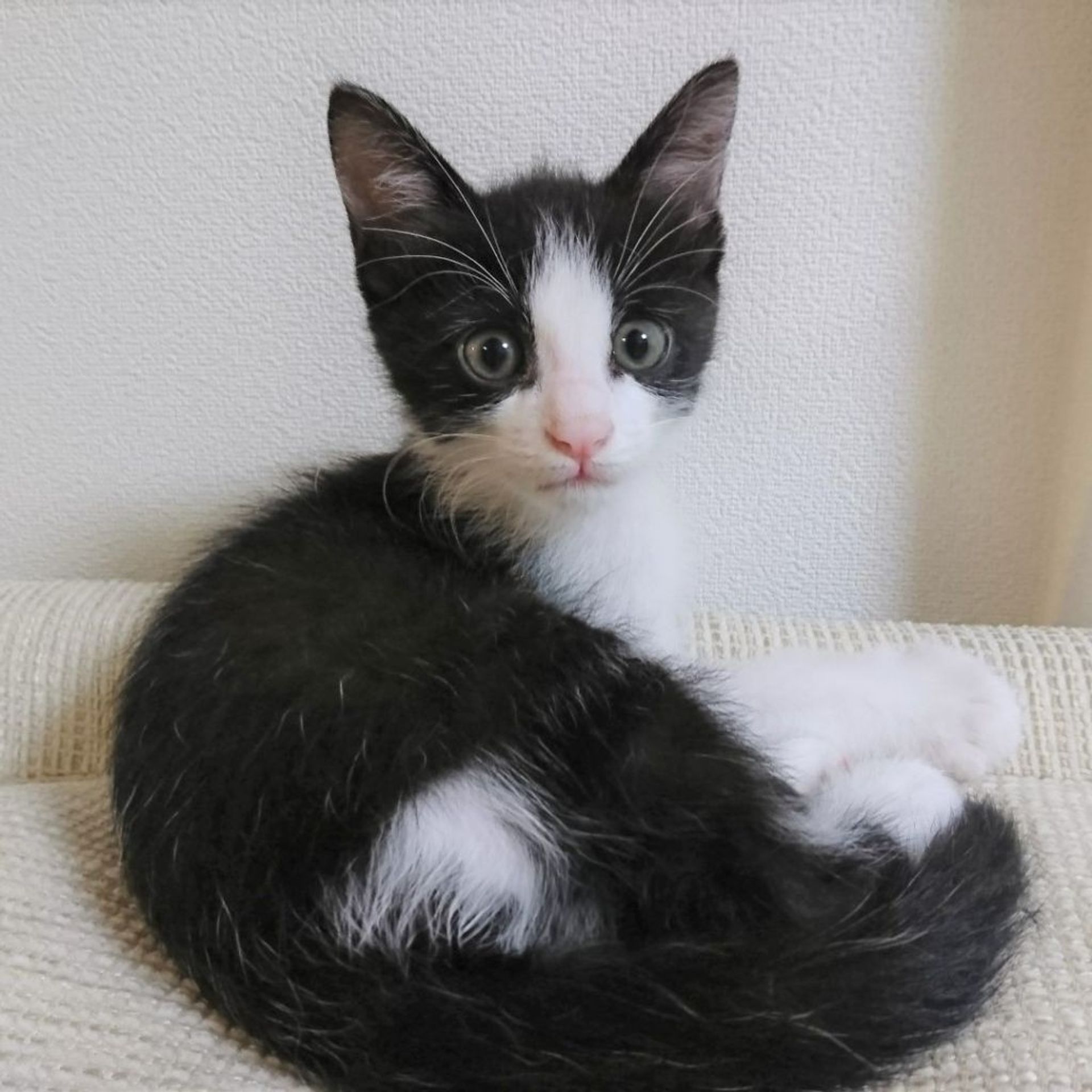 雑種（ミックス猫）・オスの里親募集の写真