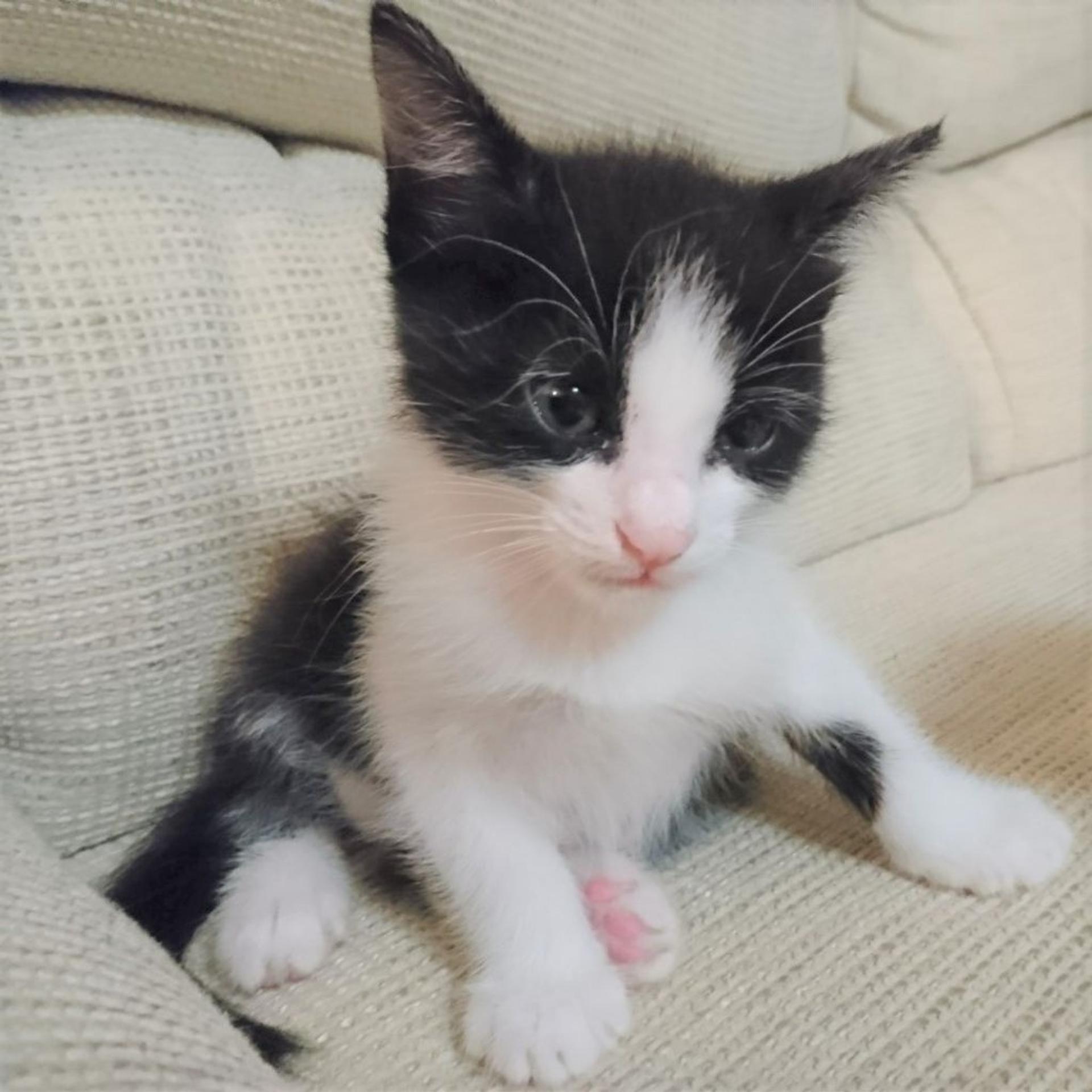 pet-image-2