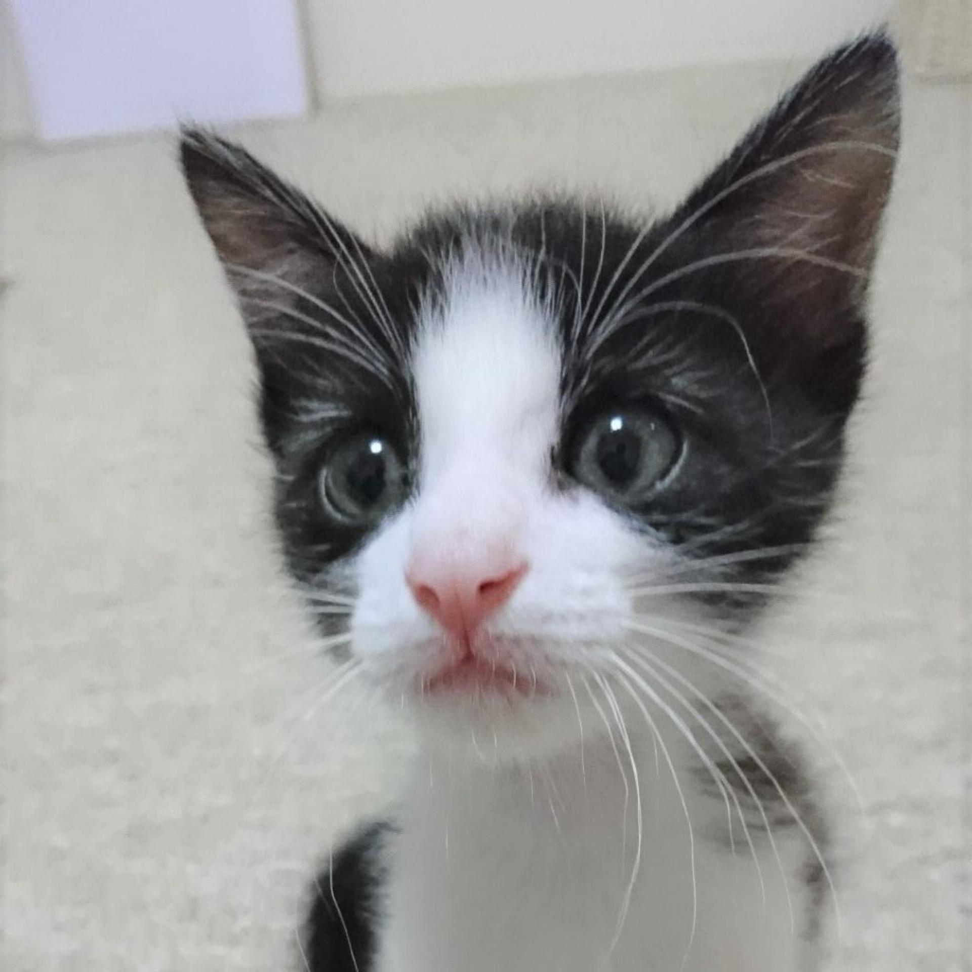 pet-image-3