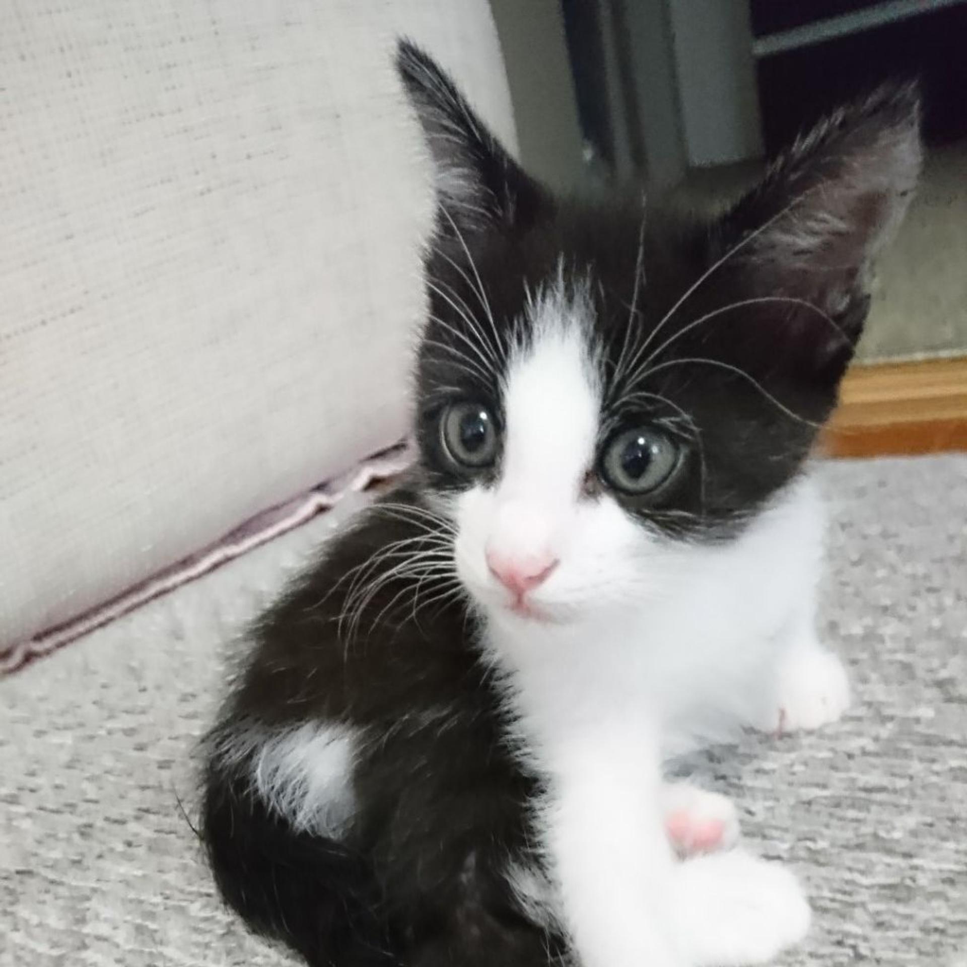 pet-image-5