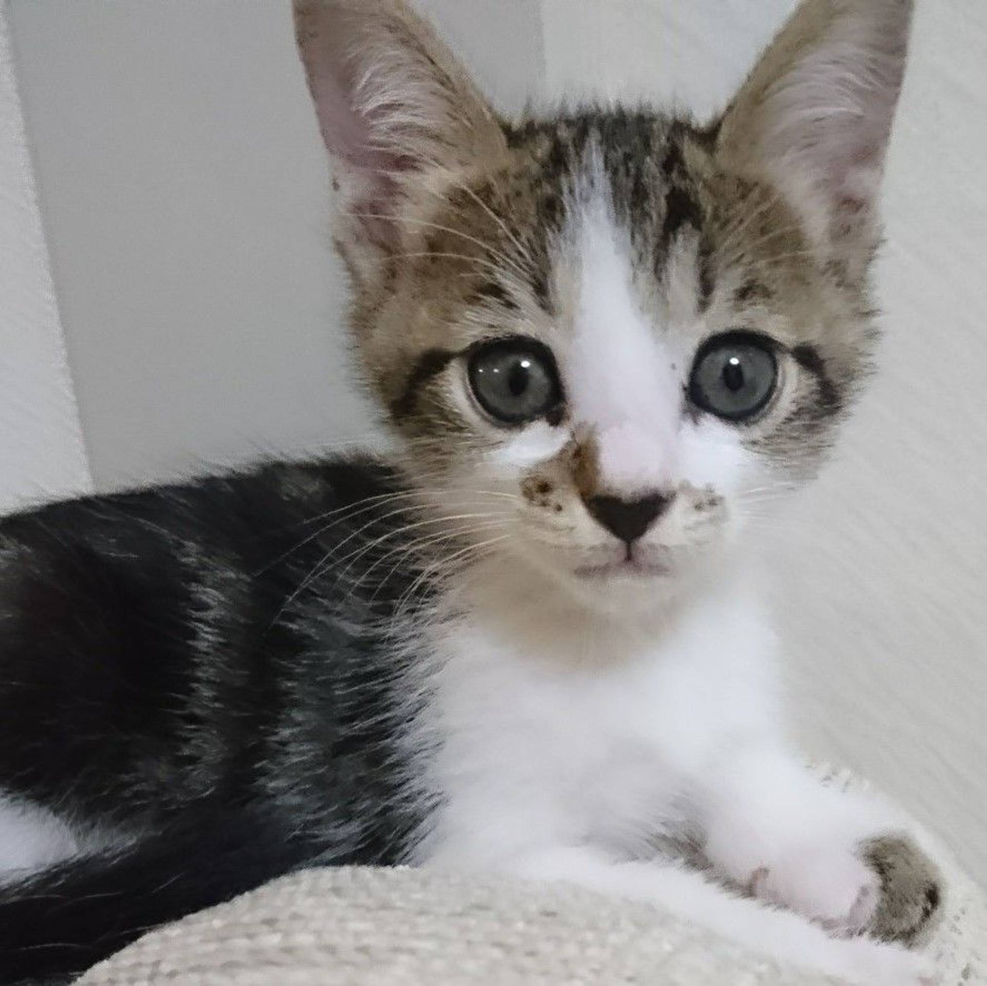 雑種（ミックス猫）・メスの里親募集の写真