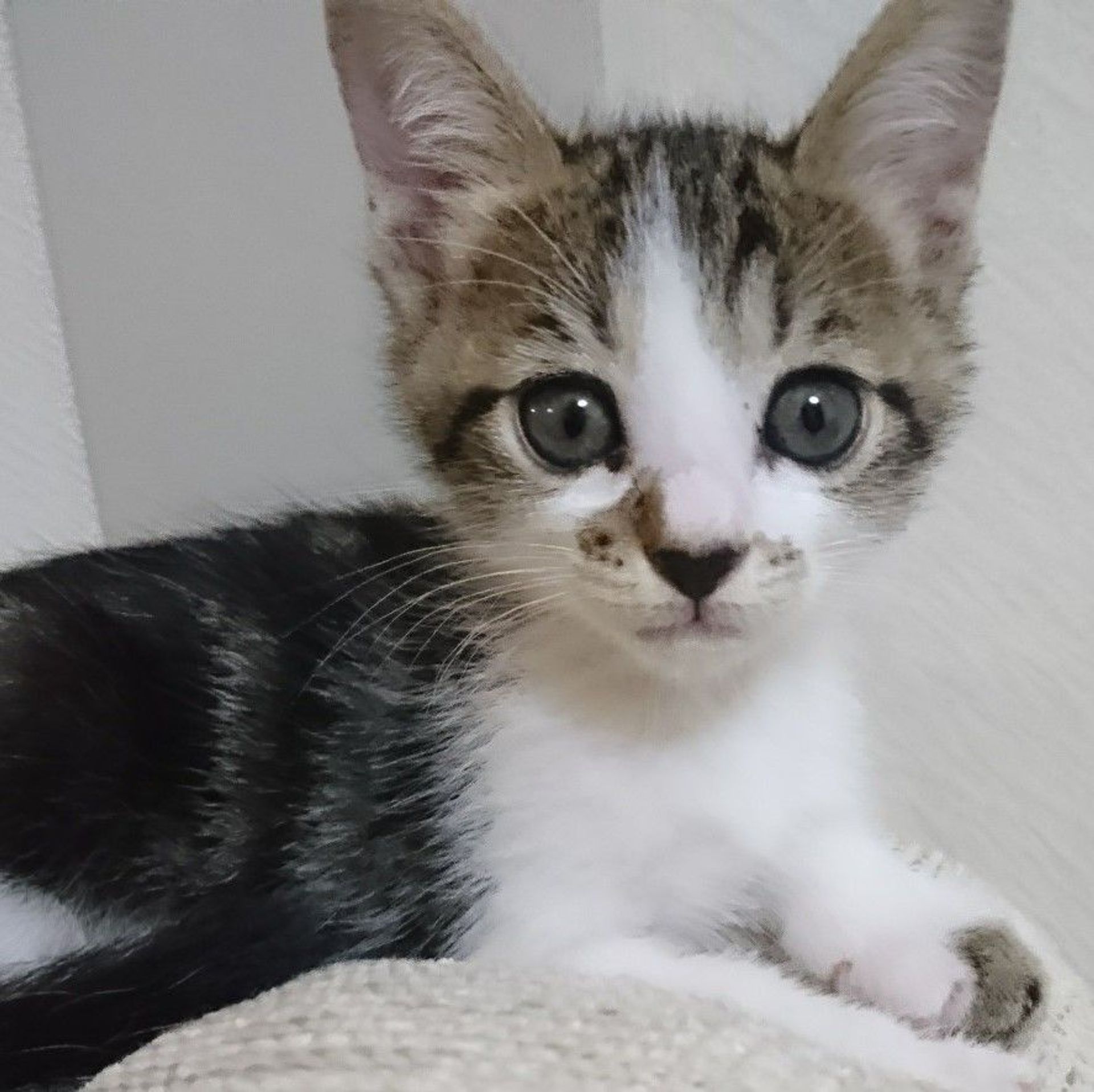 雑種（ミックス猫）・メスの里親募集の写真