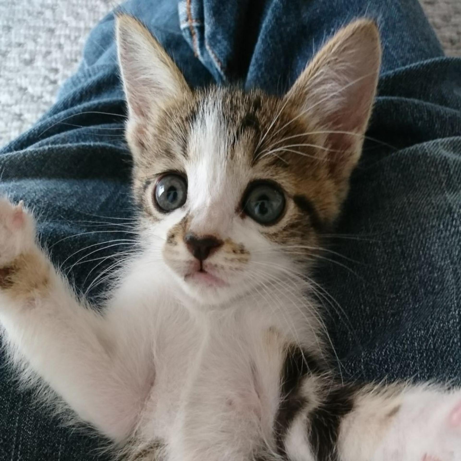 pet-image-3
