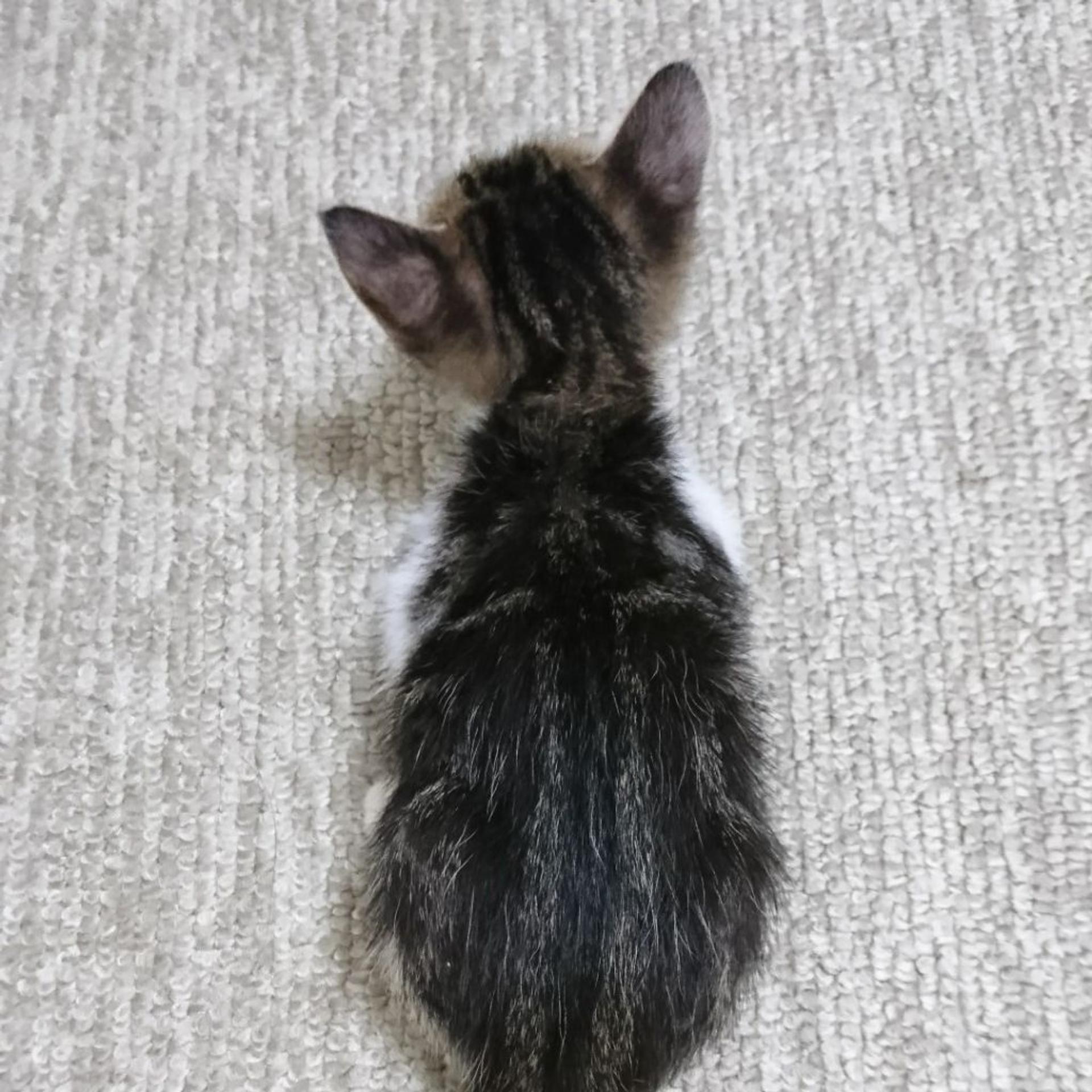 pet-image-5