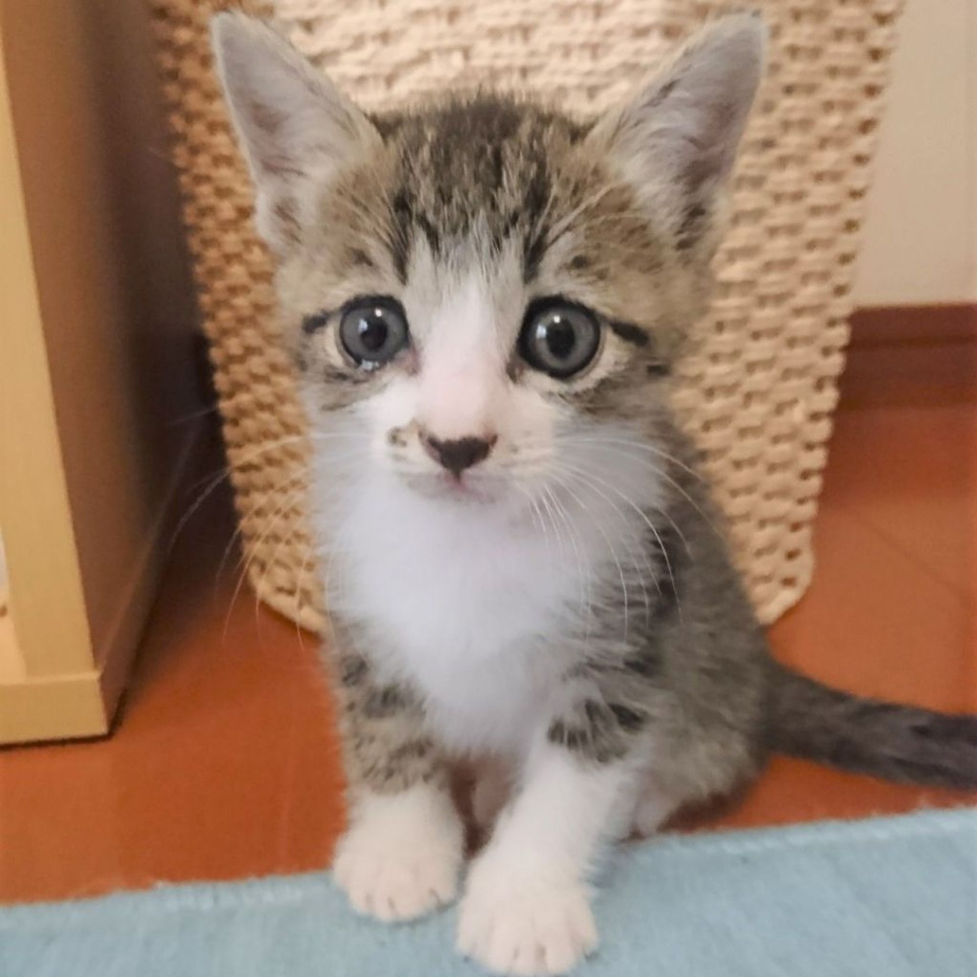 雑種（ミックス猫）・メスの里親募集の写真