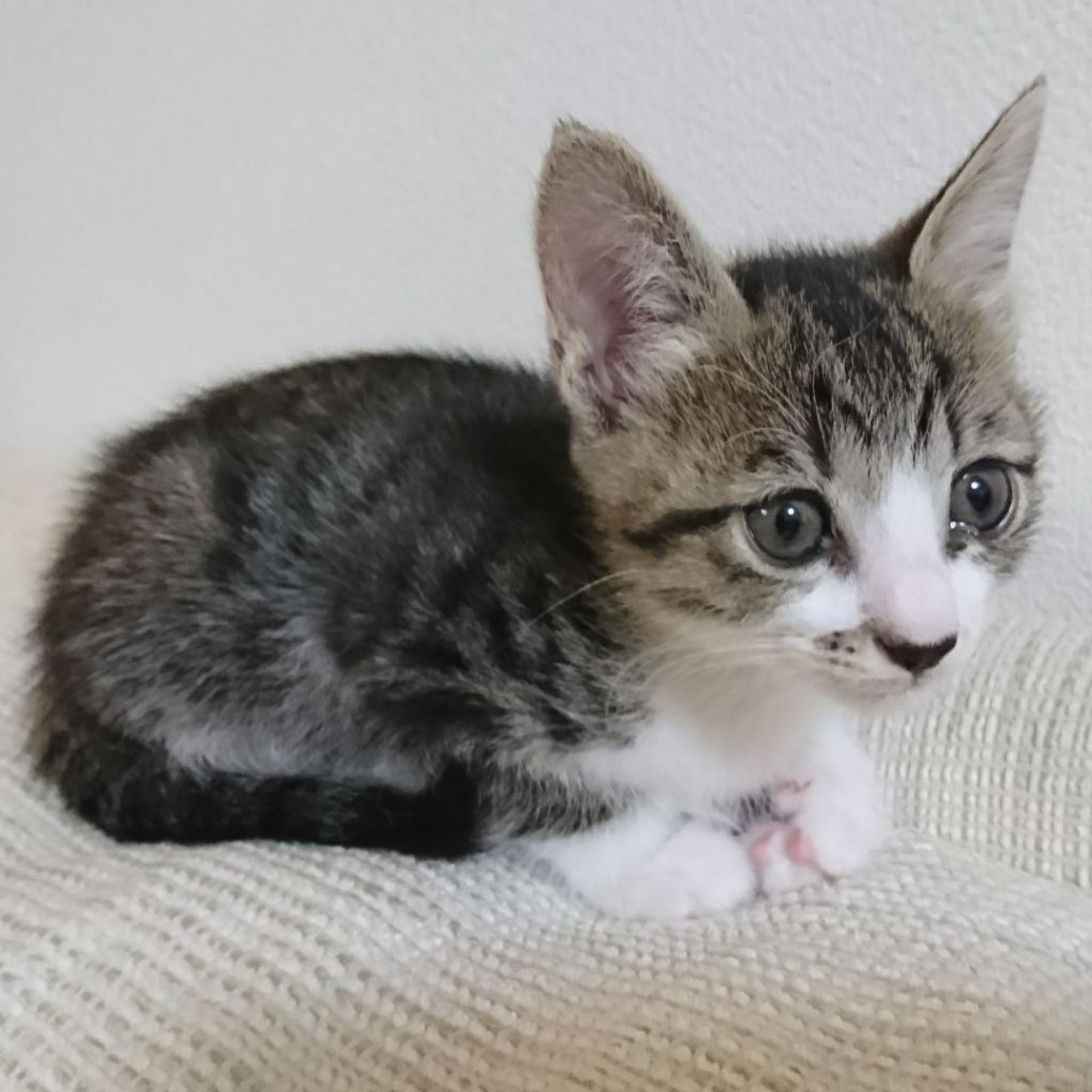pet-image-2