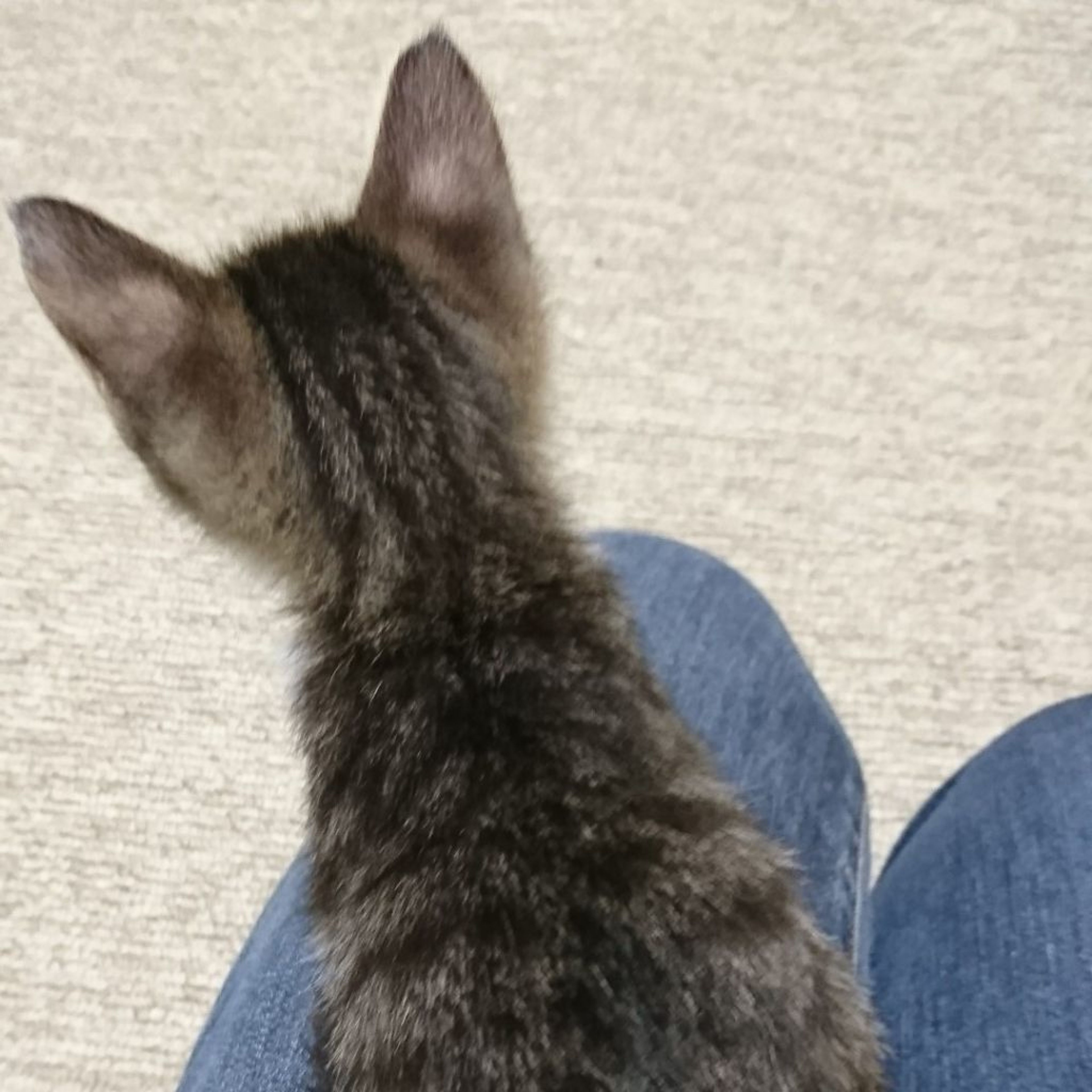 pet-image-4