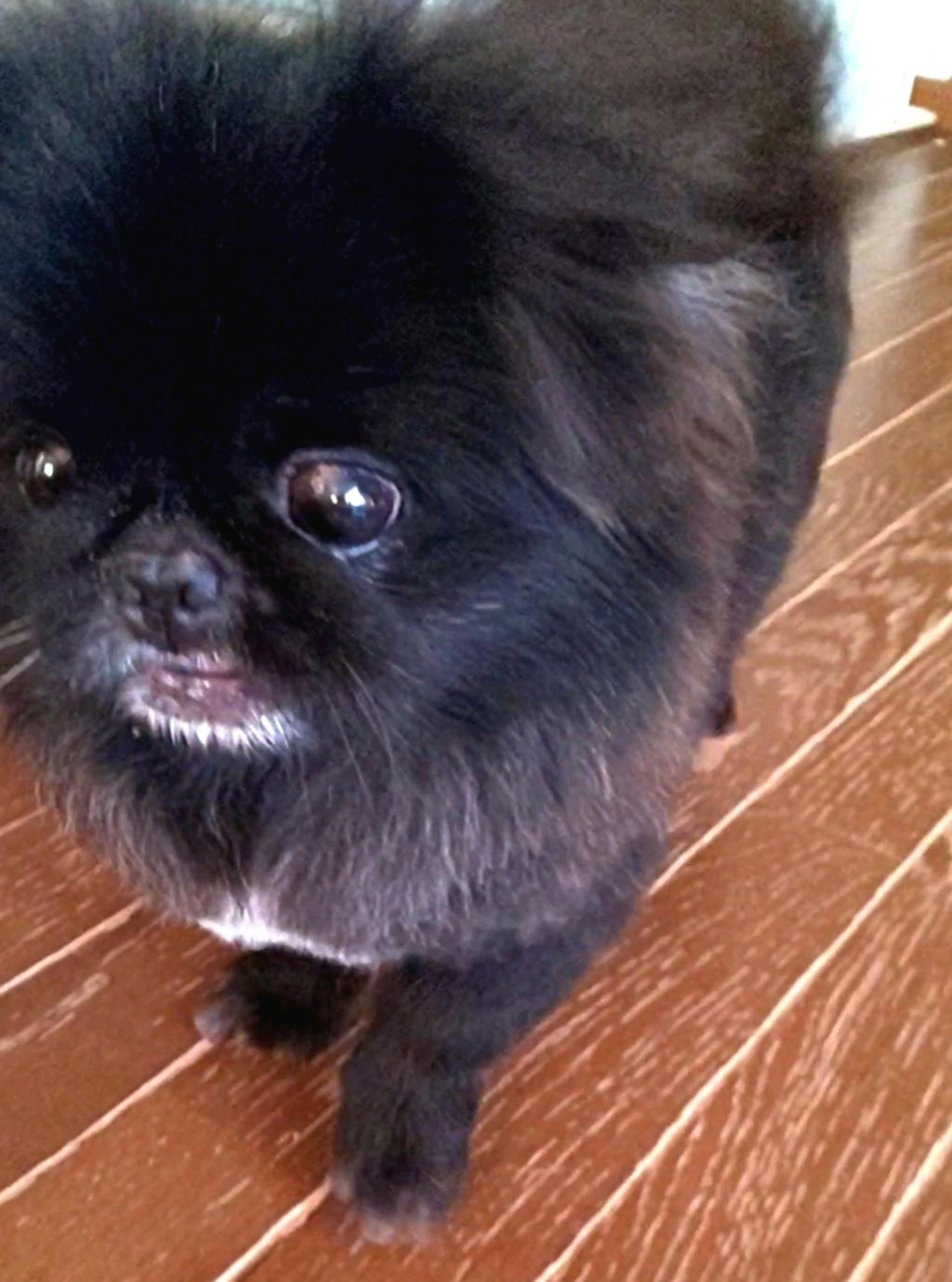 pet-image-2