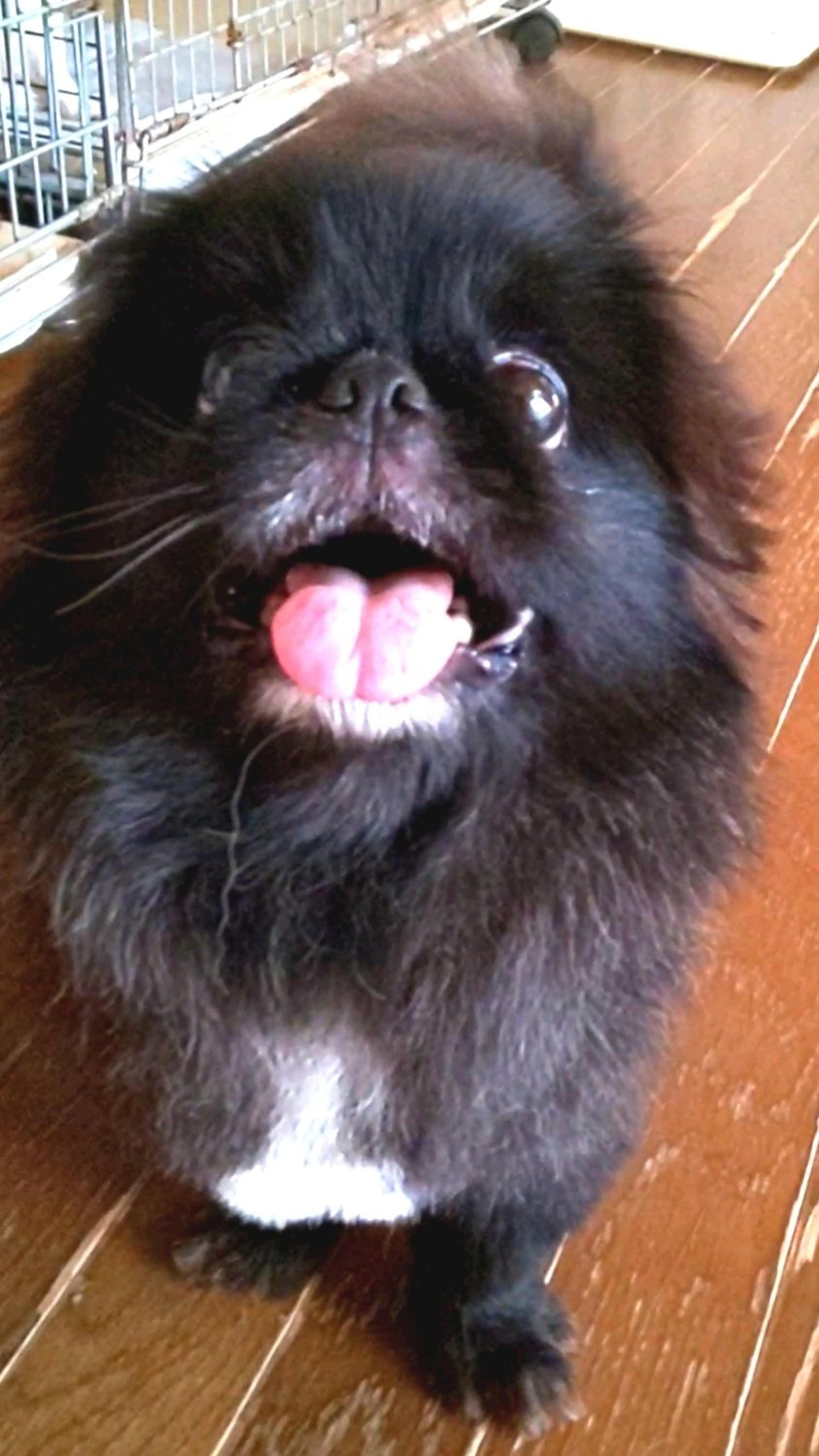 pet-image-4