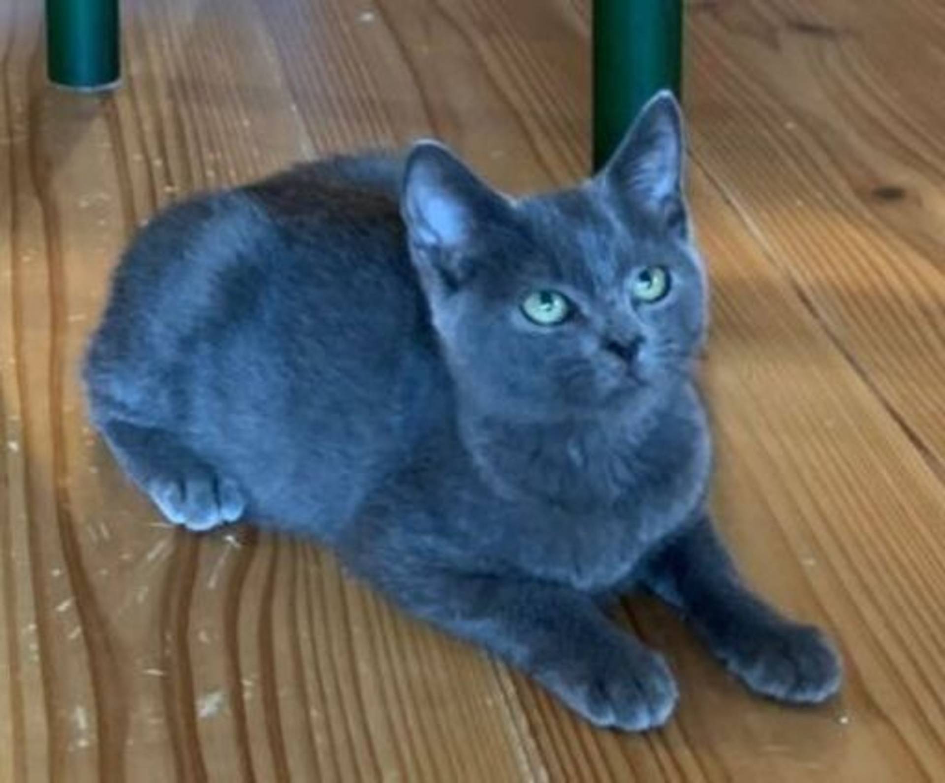 雑種（ミックス猫）・オスの里親募集の写真