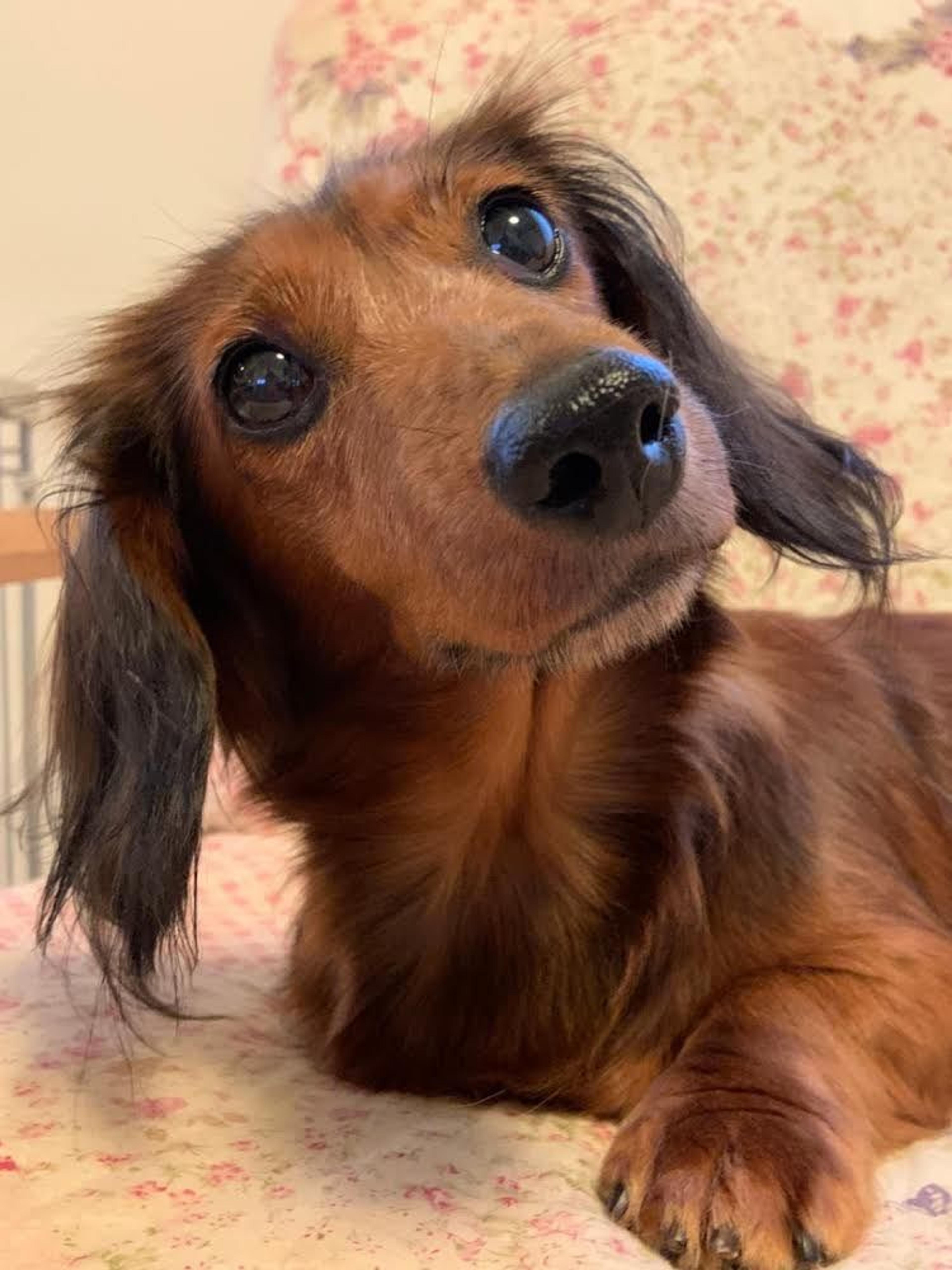 pet-image-2