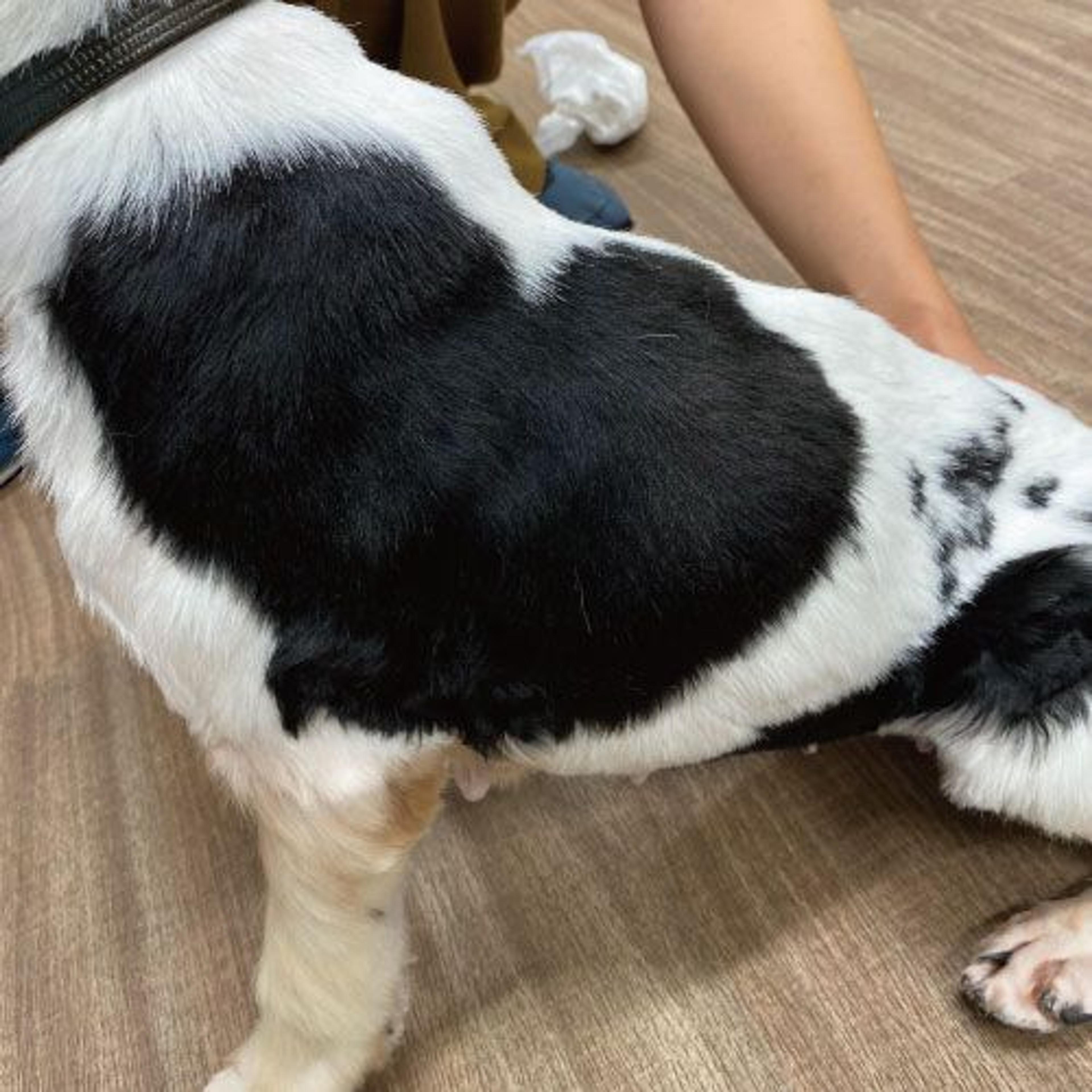 pet-image-2