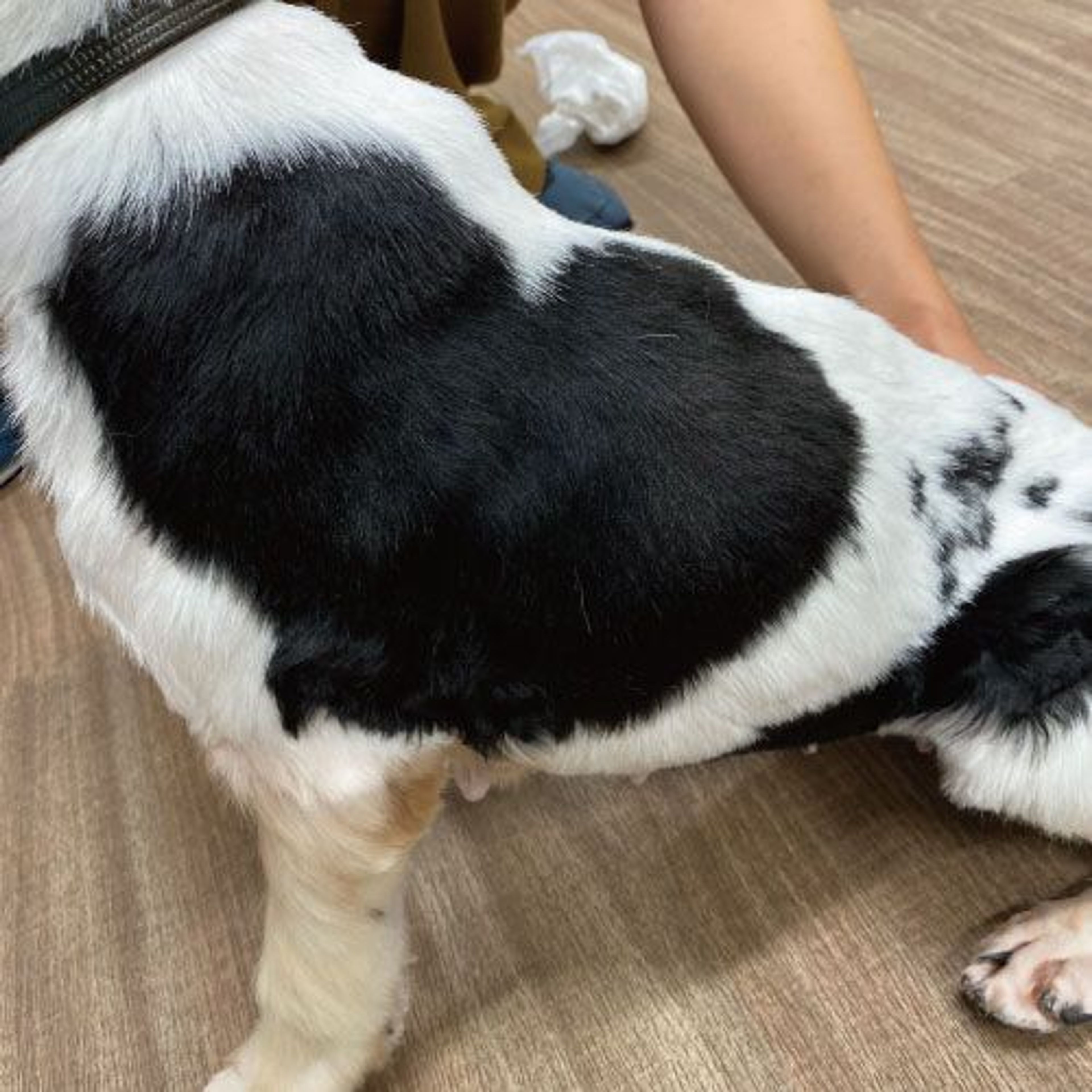 pet-image-2