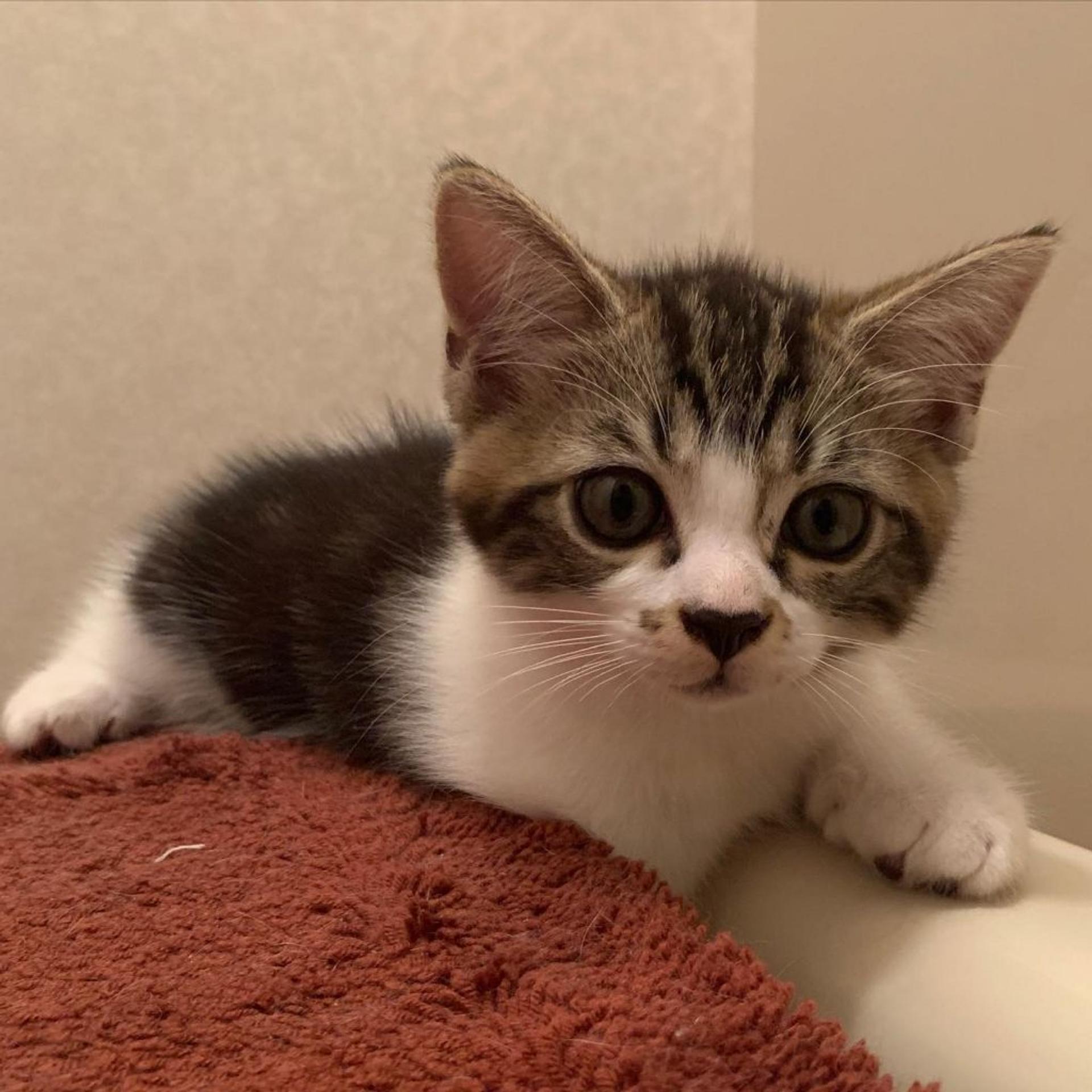 pet-image-2