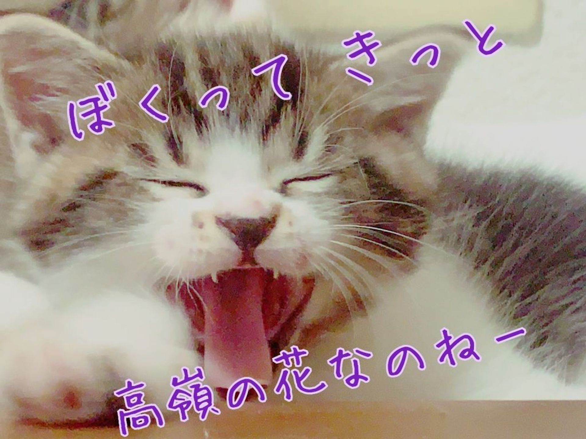 雑種（ミックス猫）・オスの里親募集の写真