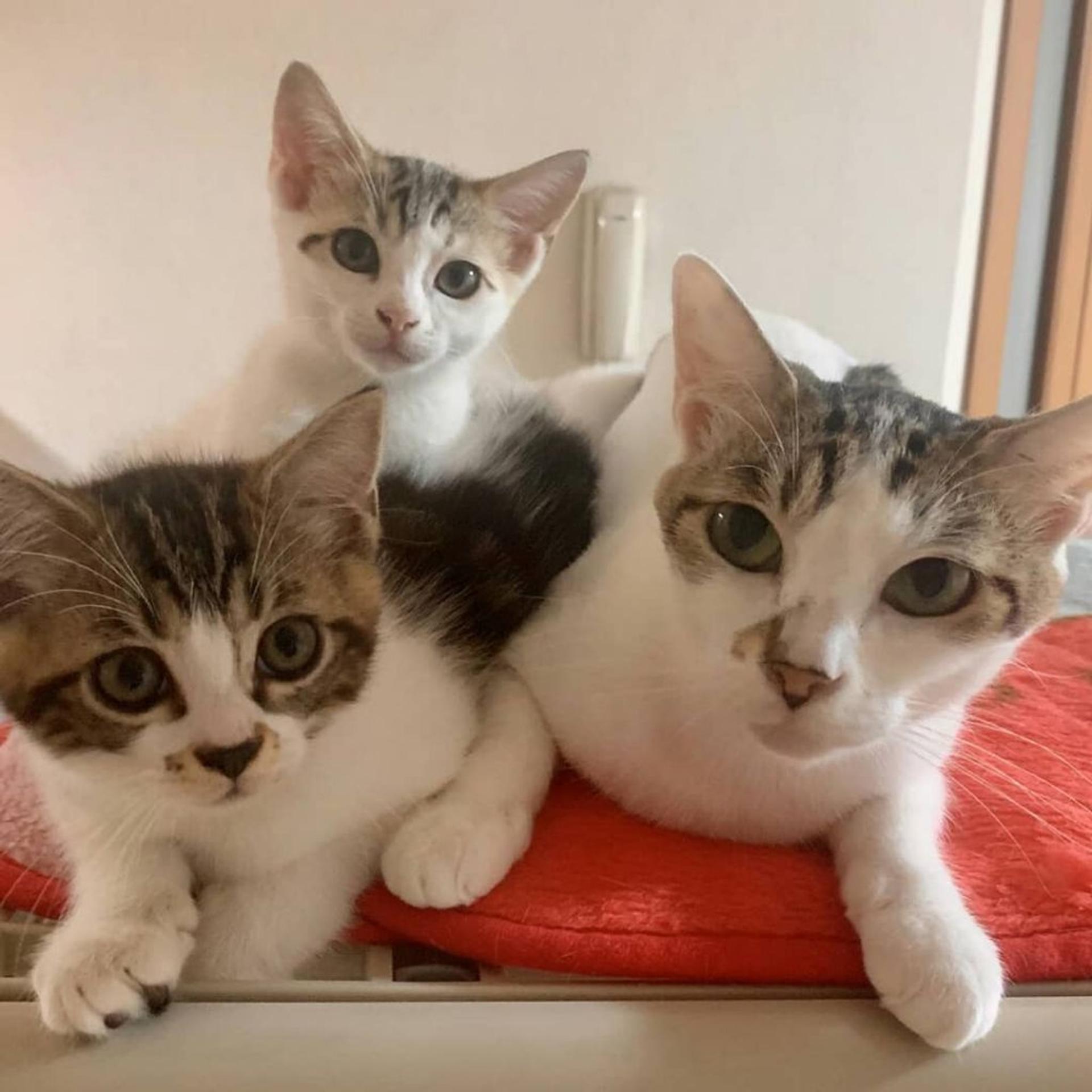pet-image-5